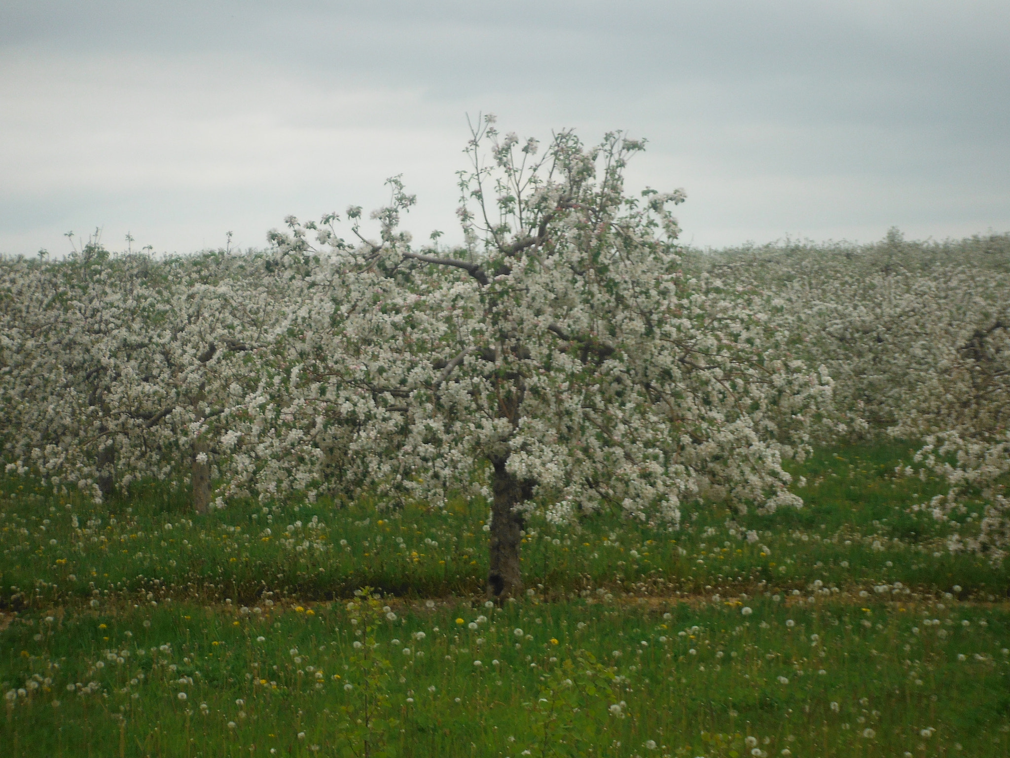 Fujifilm FinePix XP50 sample photo. Valley blossoms.jpg photography