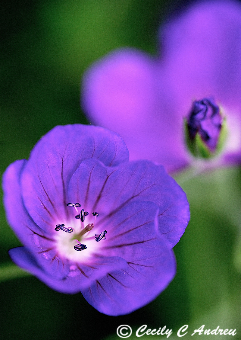 Canon EF 100mm F2.8 Macro USM sample photo. Geraniums photography