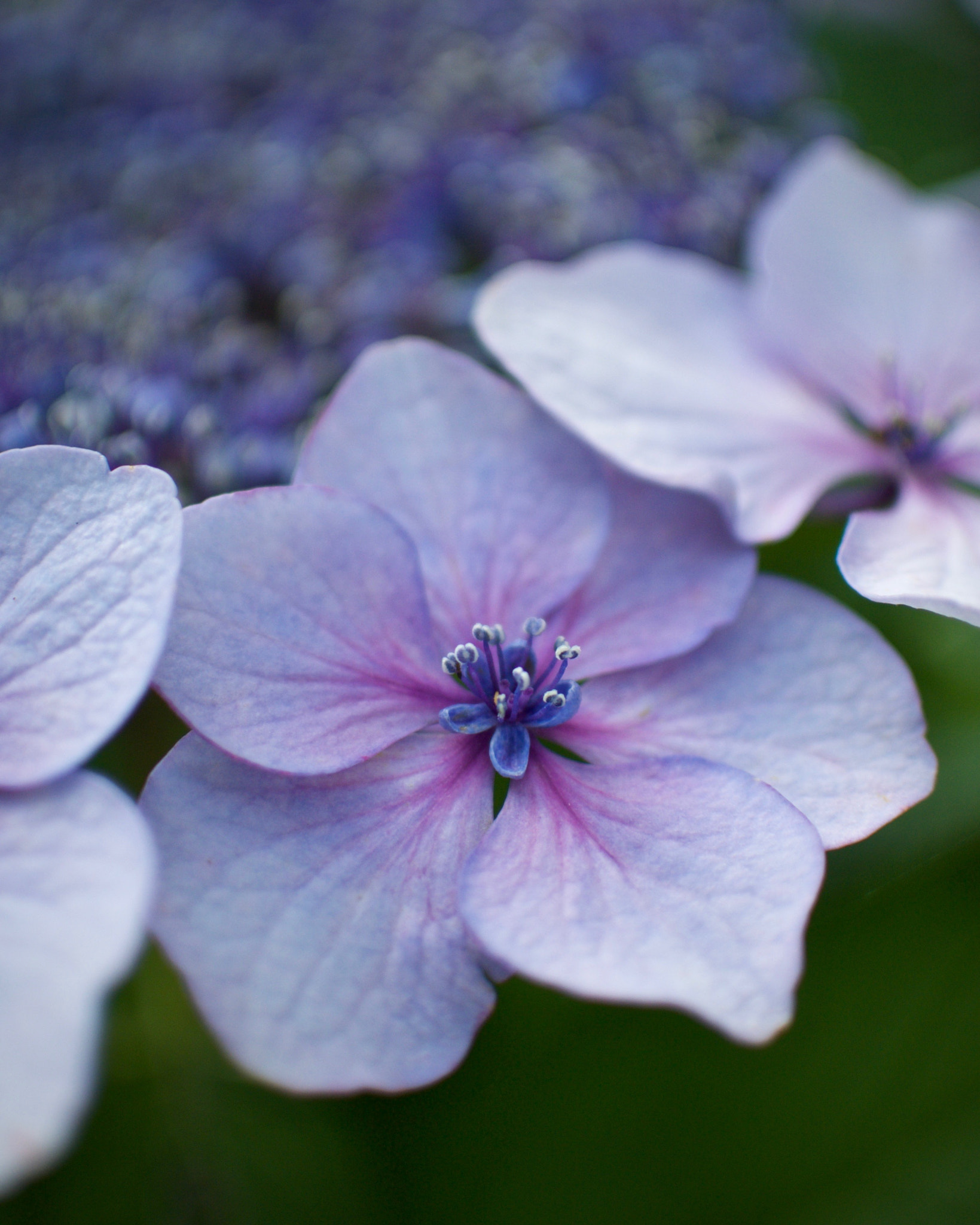 Nikon 1 J2 + Nikon 1 Nikkor 18.5mm F1.8 sample photo. Hydrangea photography
