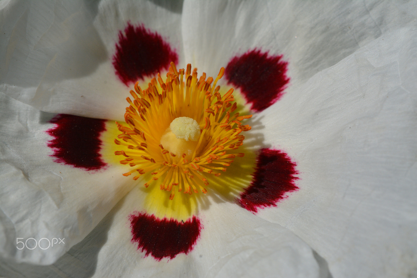 Tamron SP AF 180mm F3.5 Di LD (IF) Macro sample photo. Cistus photography