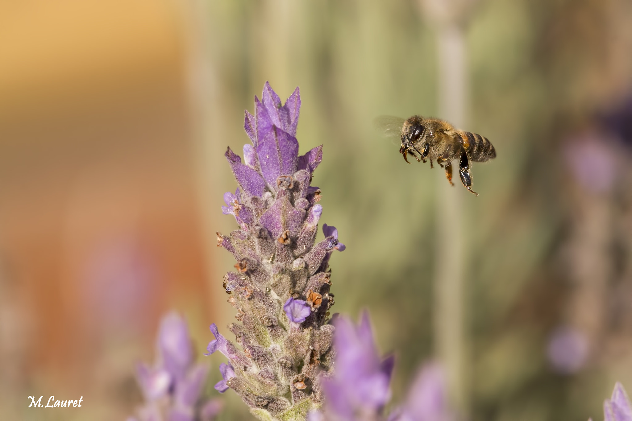 Canon EOS 60D + Canon EF 100-400mm F4.5-5.6L IS USM sample photo. Abejita - little bee photography