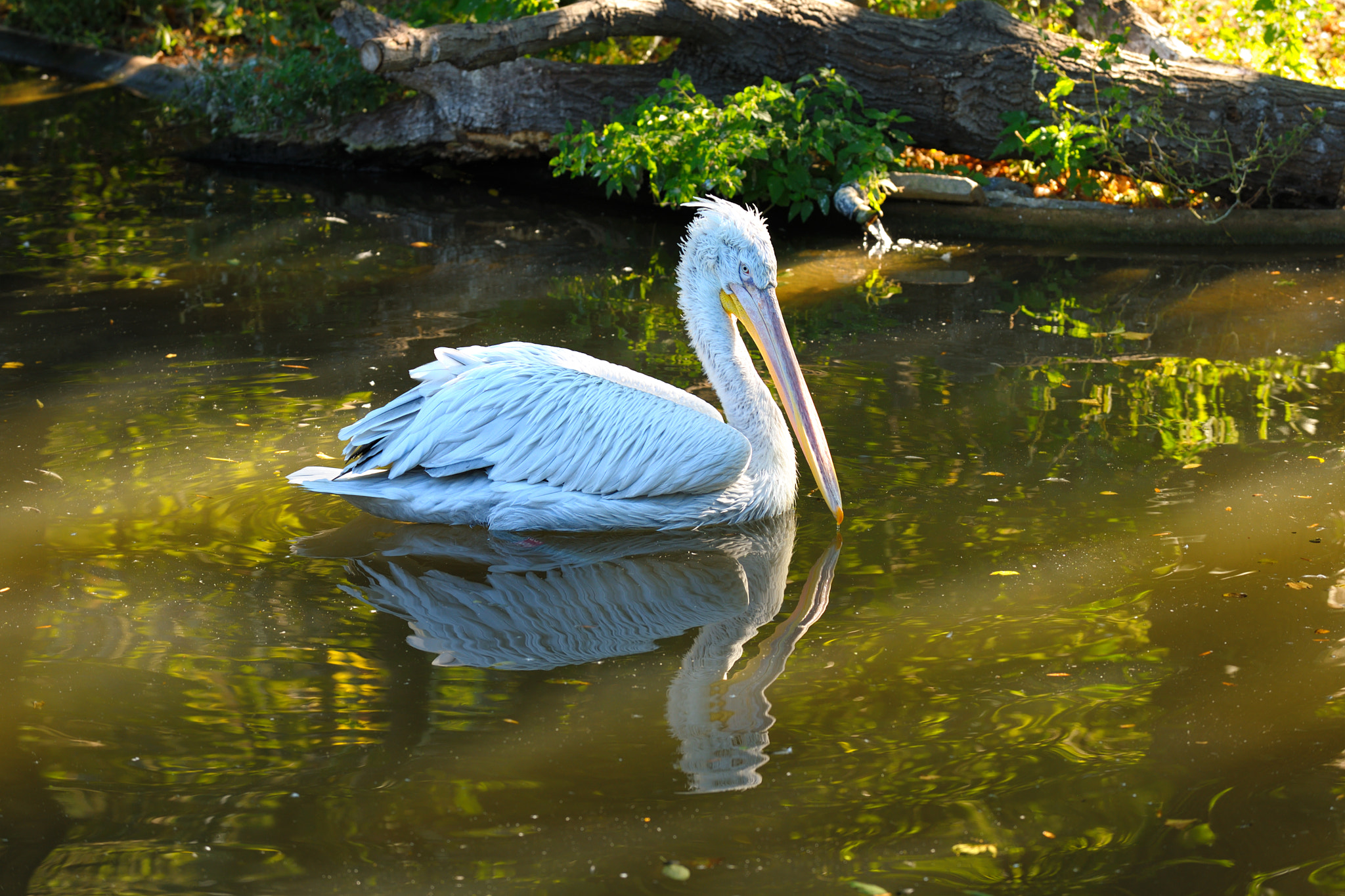 Nikon D3X sample photo. Golden lake in schönbrunn photography