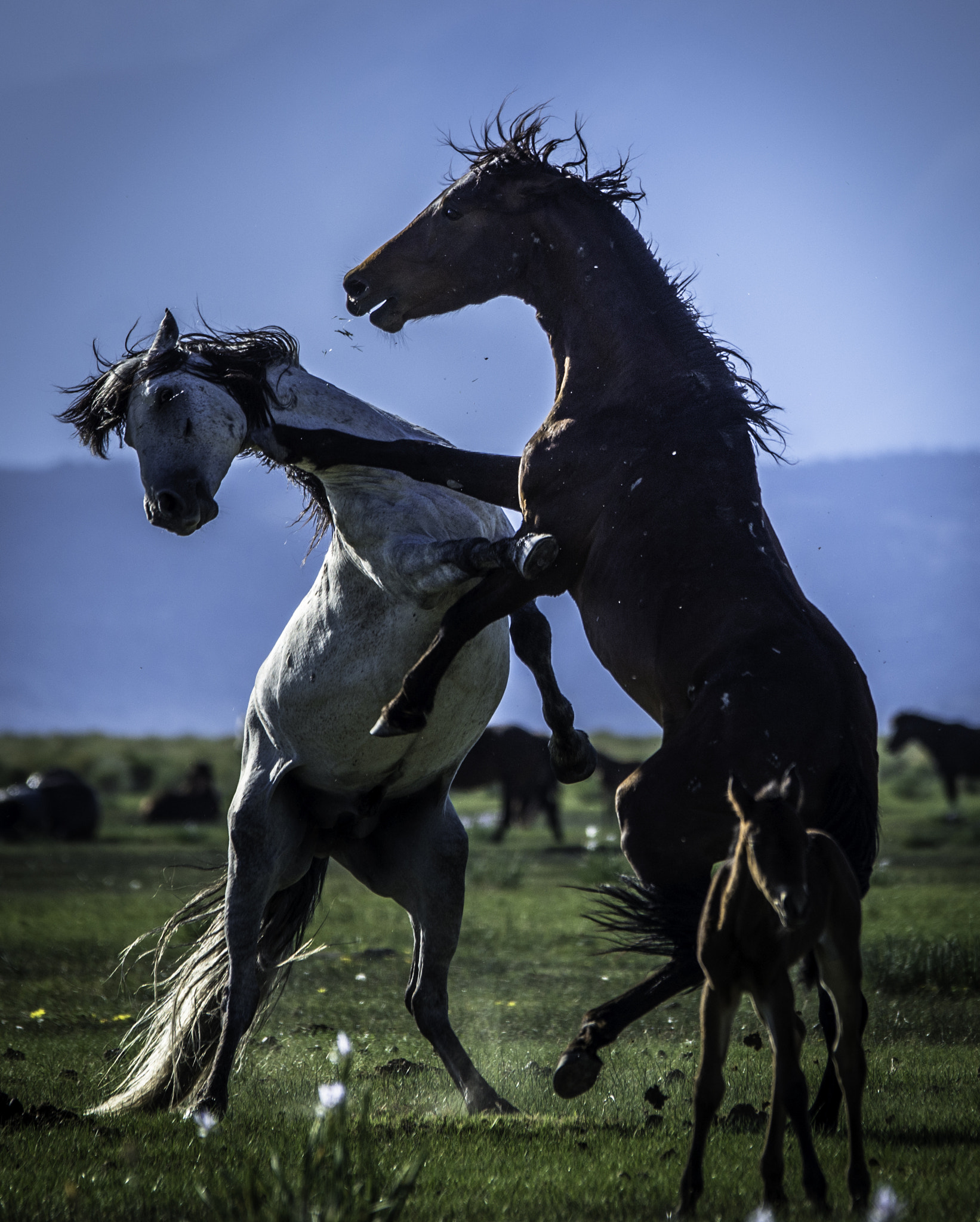 Sigma 120-400mm F4.5-5.6 DG OS HSM sample photo. Wild mustang photography