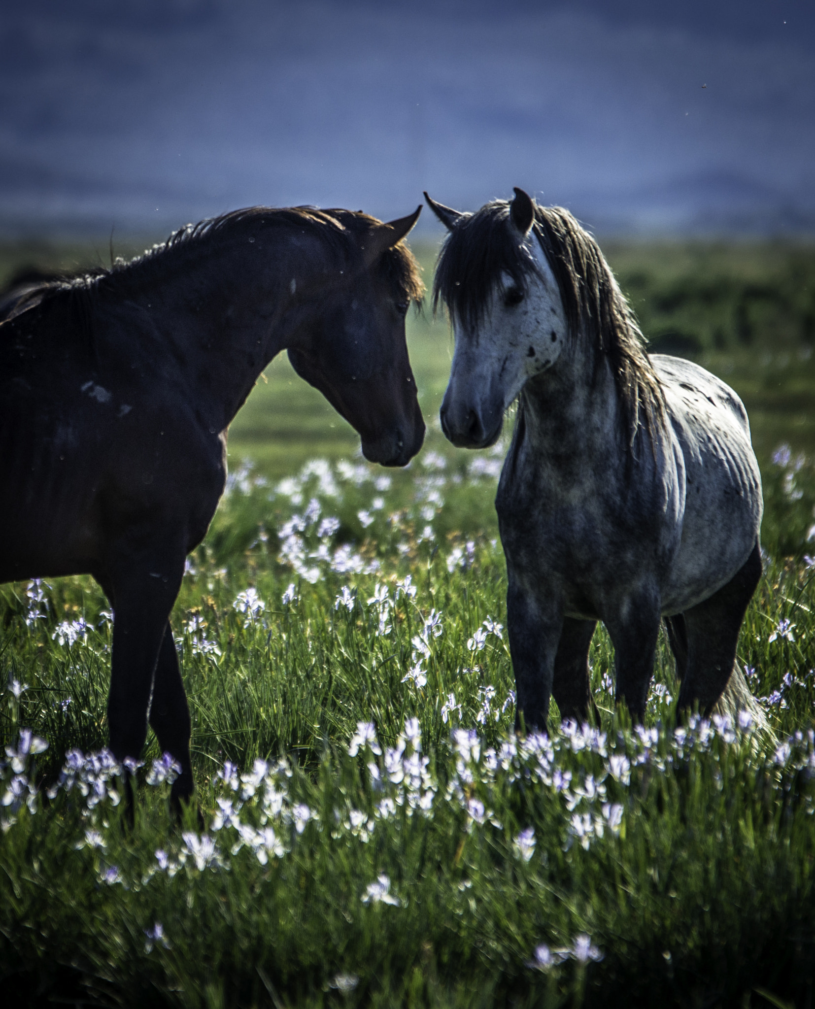 Sigma 120-400mm F4.5-5.6 DG OS HSM sample photo. Wild mustang photography