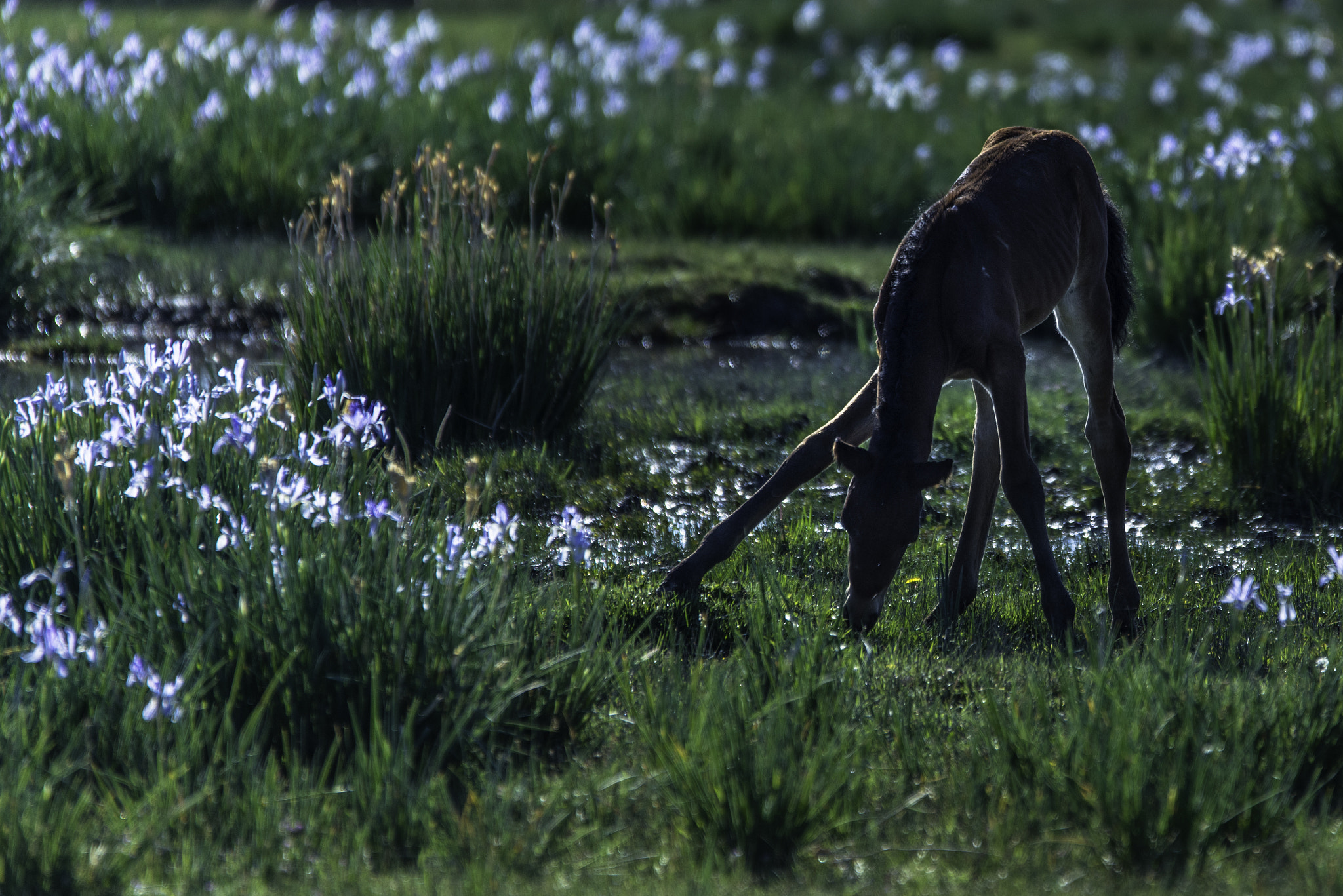Sigma 120-400mm F4.5-5.6 DG OS HSM sample photo. Wild mustang photography