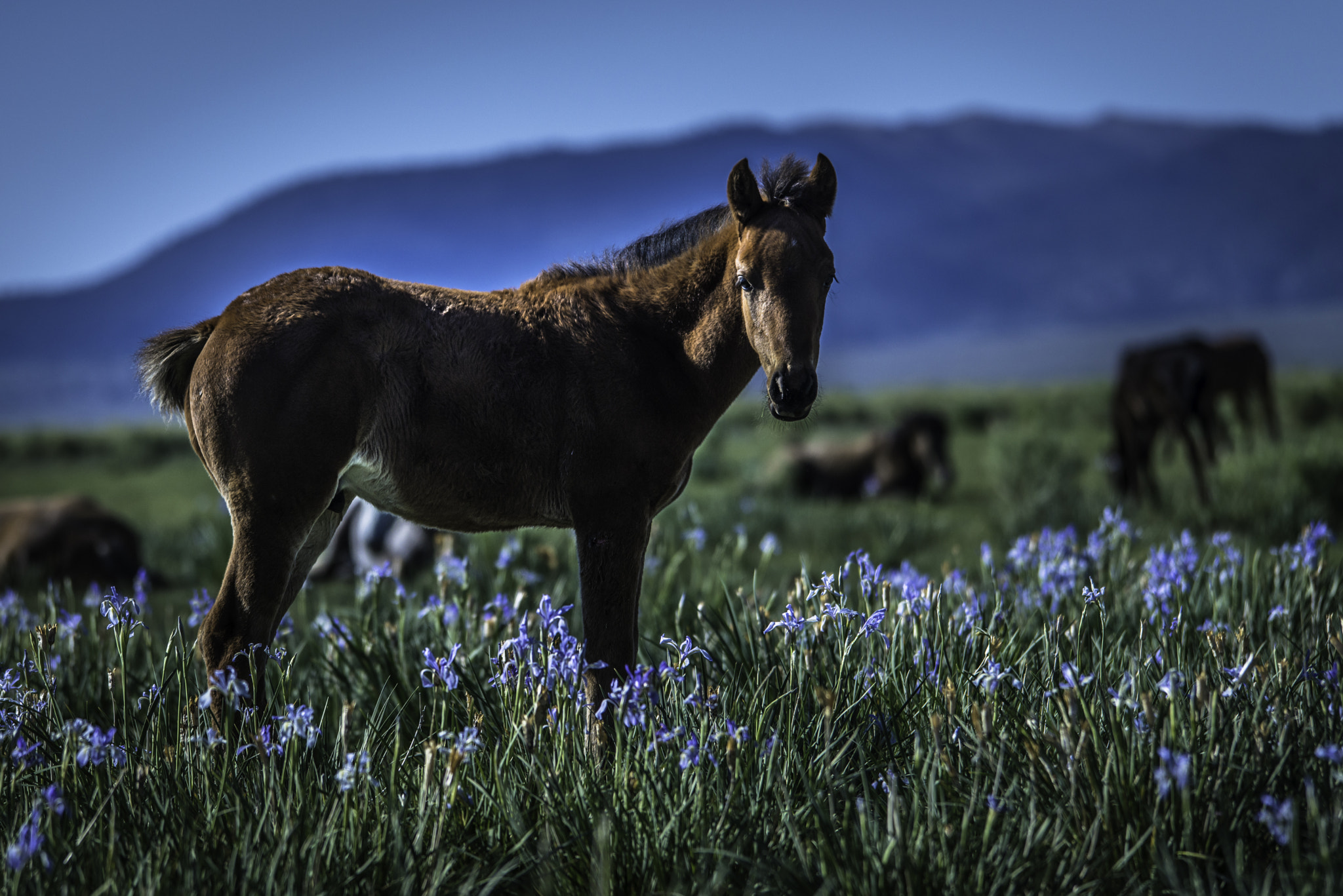 Sigma 120-400mm F4.5-5.6 DG OS HSM sample photo. Wild mustang photography