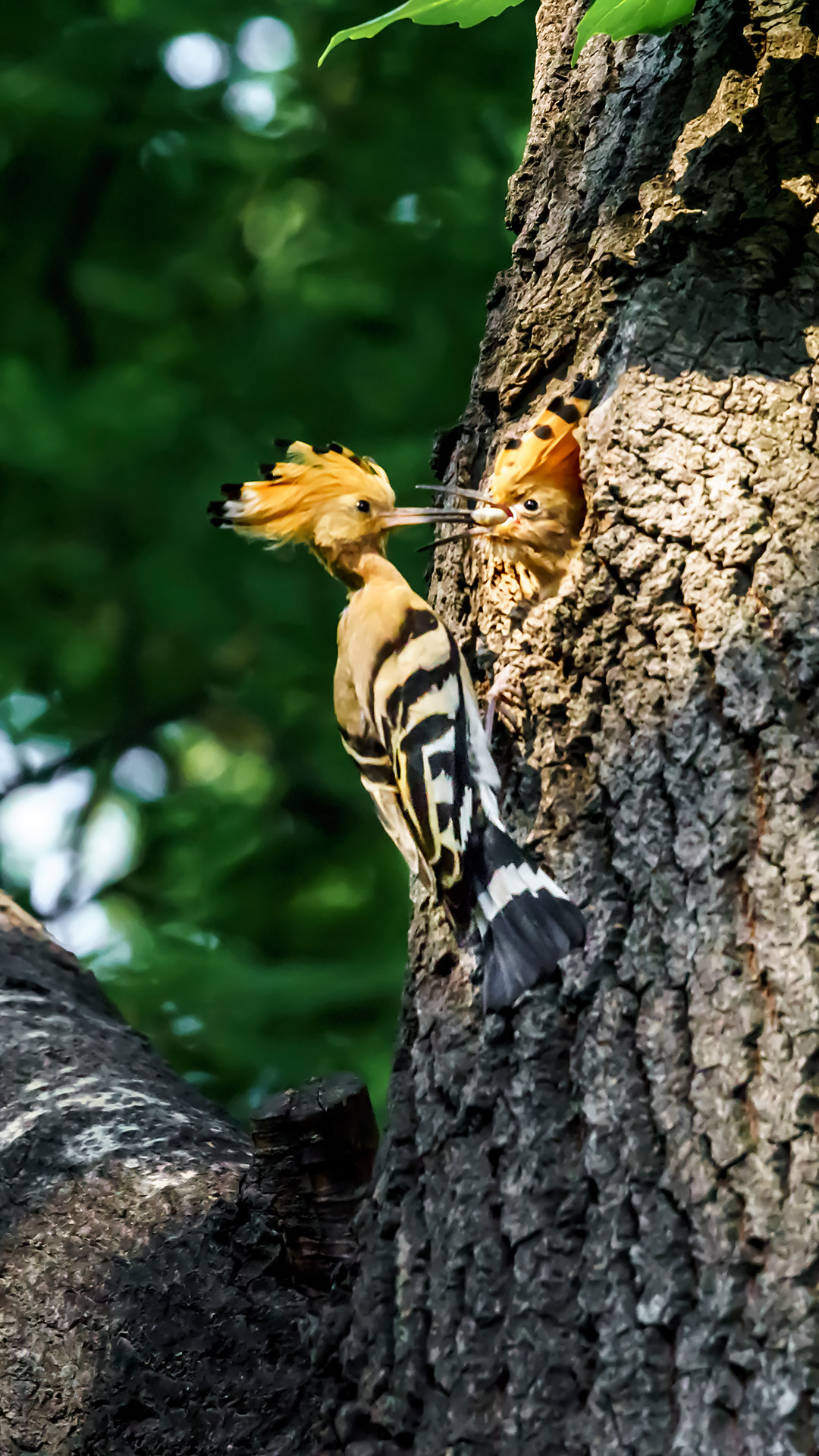 Sony 70-400mm F4-5.6 G SSM II sample photo