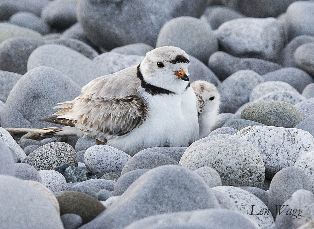 Canon EF 400mm F2.8L IS II USM sample photo. Piping plover photography