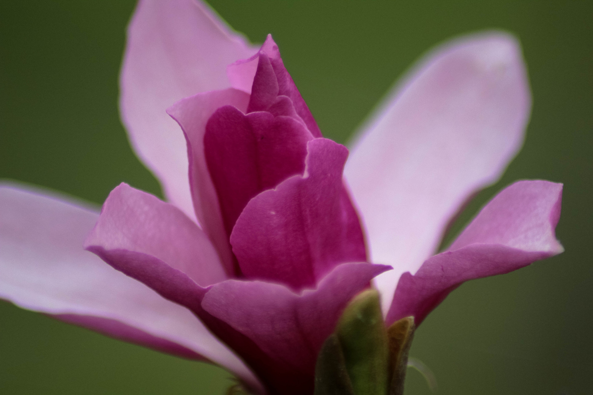 Canon EOS 1200D (EOS Rebel T5 / EOS Kiss X70 / EOS Hi) sample photo. Pink flower photography
