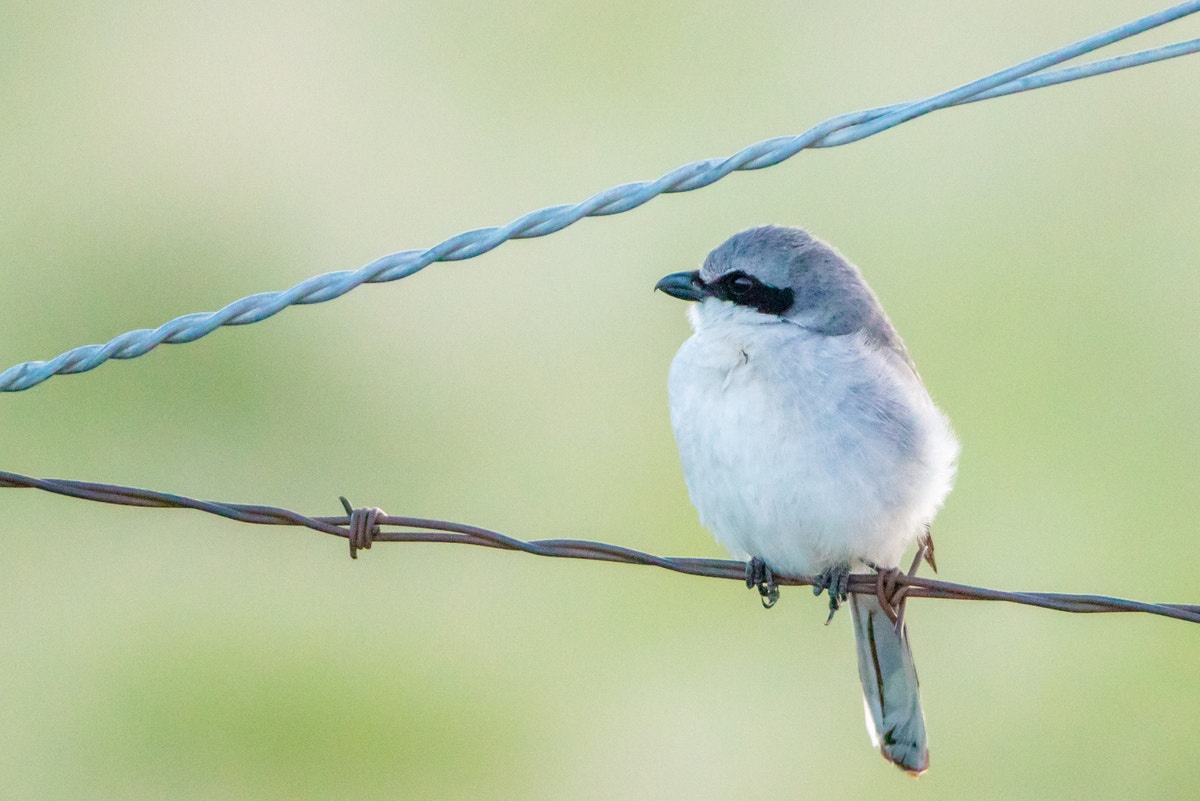 Canon EF 200-400mm F4L IS USM Extender 1.4x sample photo. Loggerhead shrike photography