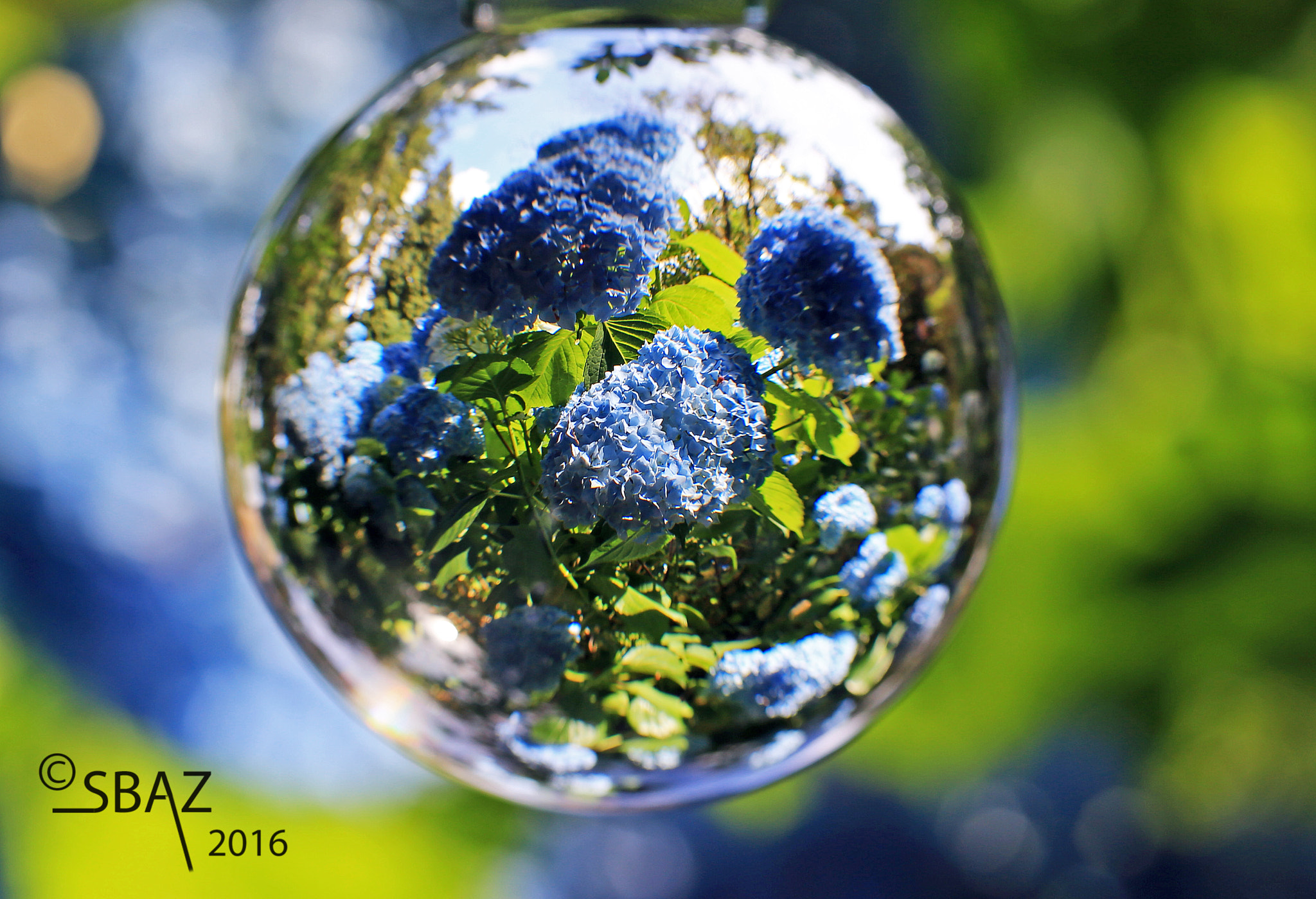 Canon EOS 6D + Canon EF 100mm F2.8 Macro USM sample photo. Cystalball flower photography