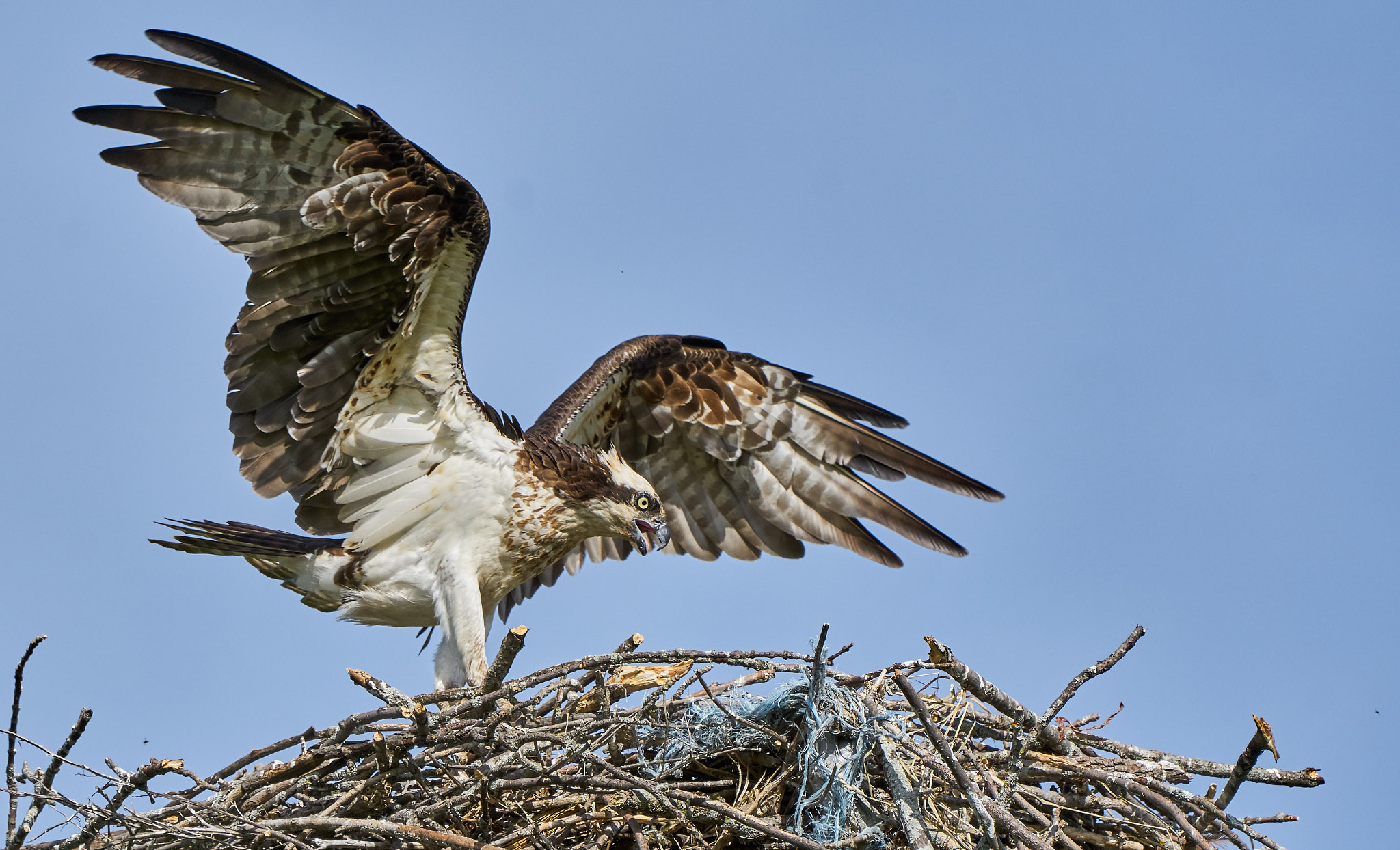 Sony ILCA-77M2 + Sony 70-400mm F4-5.6 G SSM II sample photo. Osprey, ottawa photography