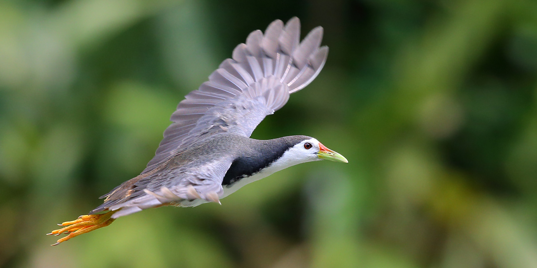 Canon EF 300mm F2.8L IS II USM sample photo. Fly photography