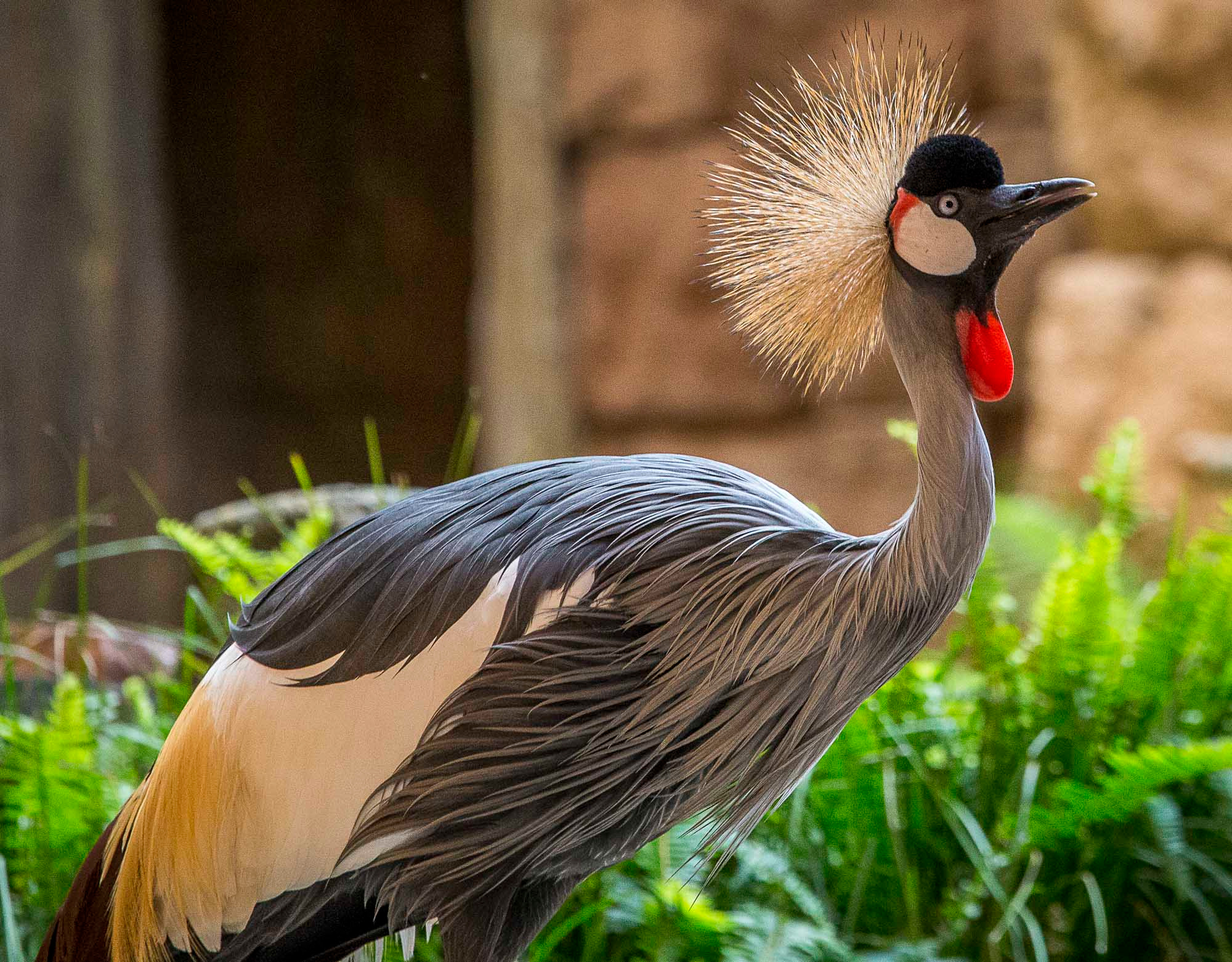 Canon EF 100-400mm F4.5-5.6L IS USM sample photo. Crowned photography