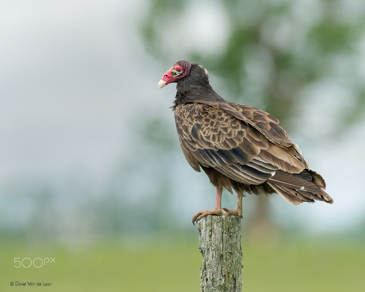 Nikon D3S + Nikon AF-S Nikkor 600mm F4G ED VR sample photo. Turkey vulture photography
