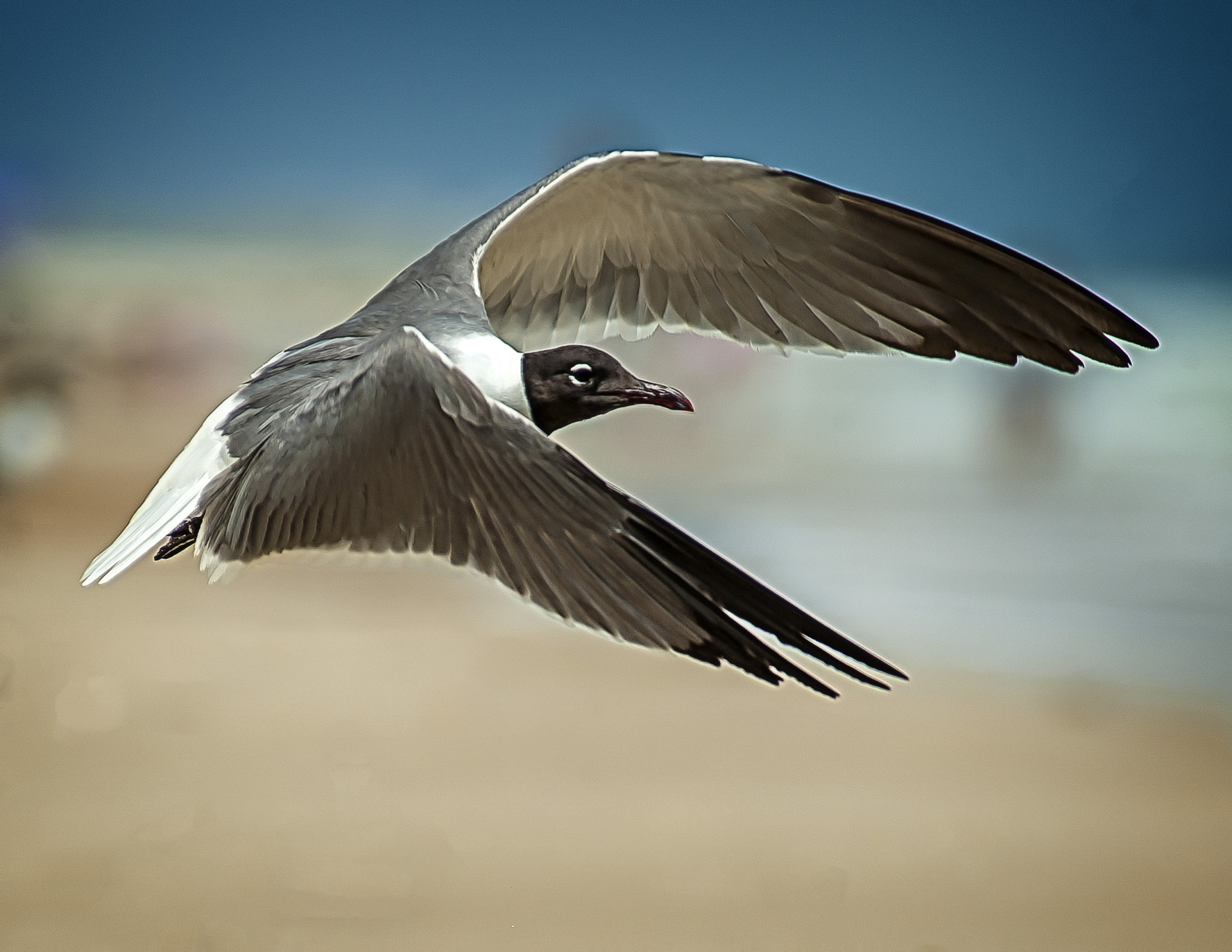 Nikon D3 sample photo. Gull photography