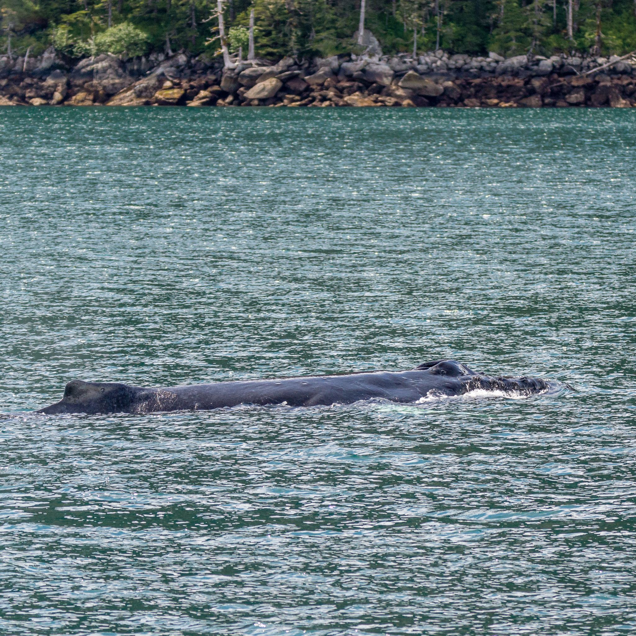 Sony SLT-A77 + Tamron SP 150-600mm F5-6.3 Di VC USD sample photo. Humpback whale logging photography