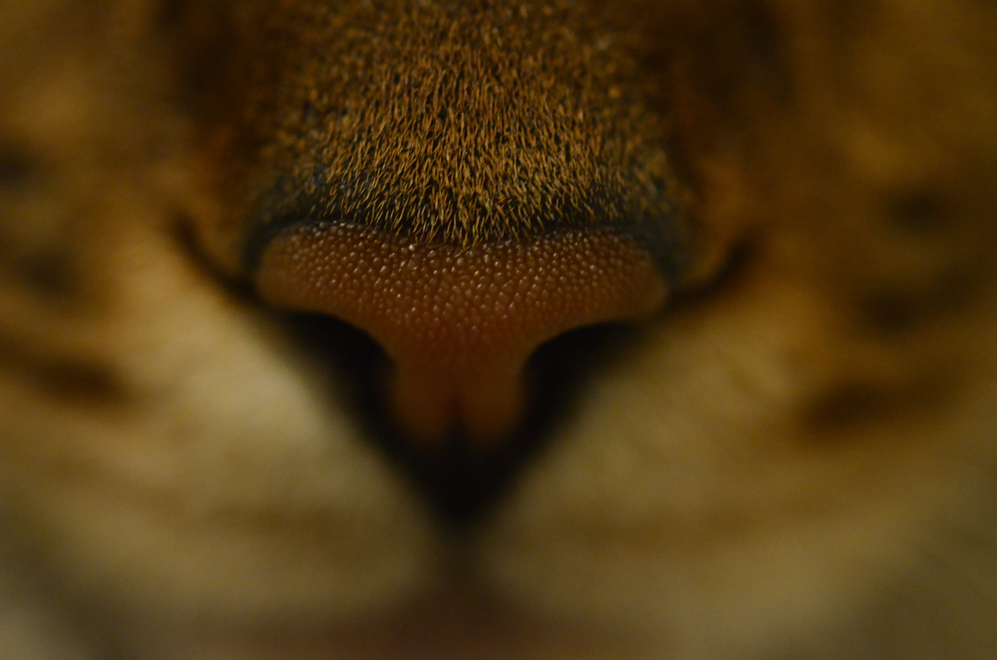 Nikon D7000 + Sigma 50mm F2.8 EX DG Macro sample photo. Truffle photography