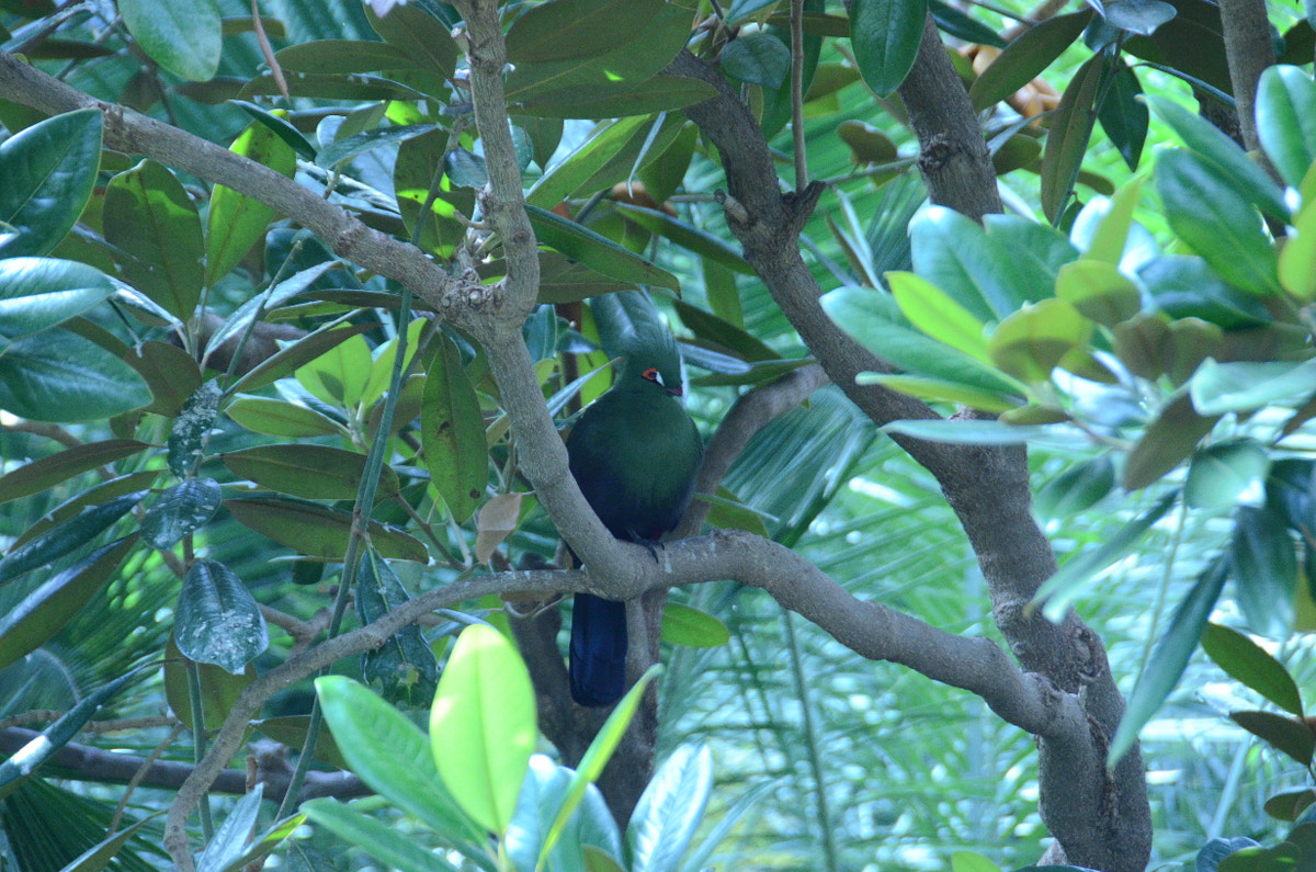 Nikon D7000 + Nikon AF-S DX Nikkor 18-200mm F3.5-5.6G IF-ED VR sample photo. Guinea turaco in a tree photography