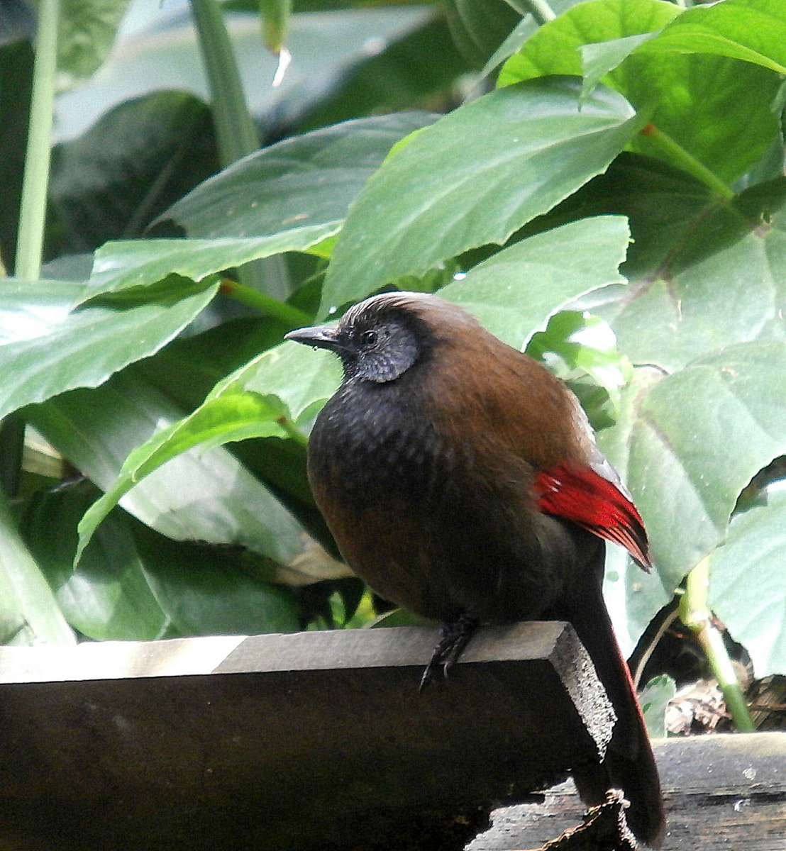 Olympus VR370,D785 sample photo. Red-winged laughingthrush photography