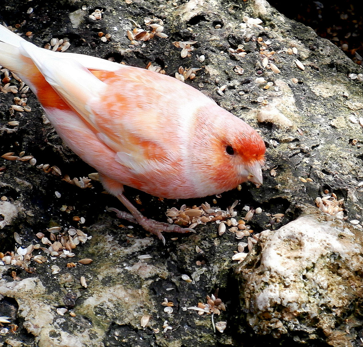 Olympus VR370,D785 sample photo. Foraging canary photography
