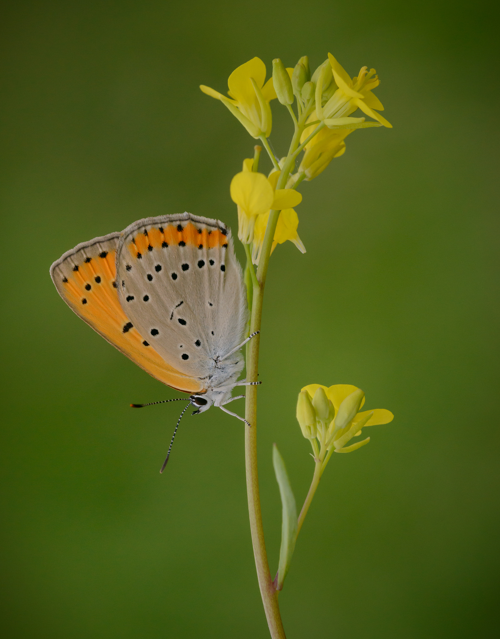 Nikon D800E + Sigma 150mm F2.8 EX DG Macro HSM sample photo. Large copper butterfly and yellow flowers photography