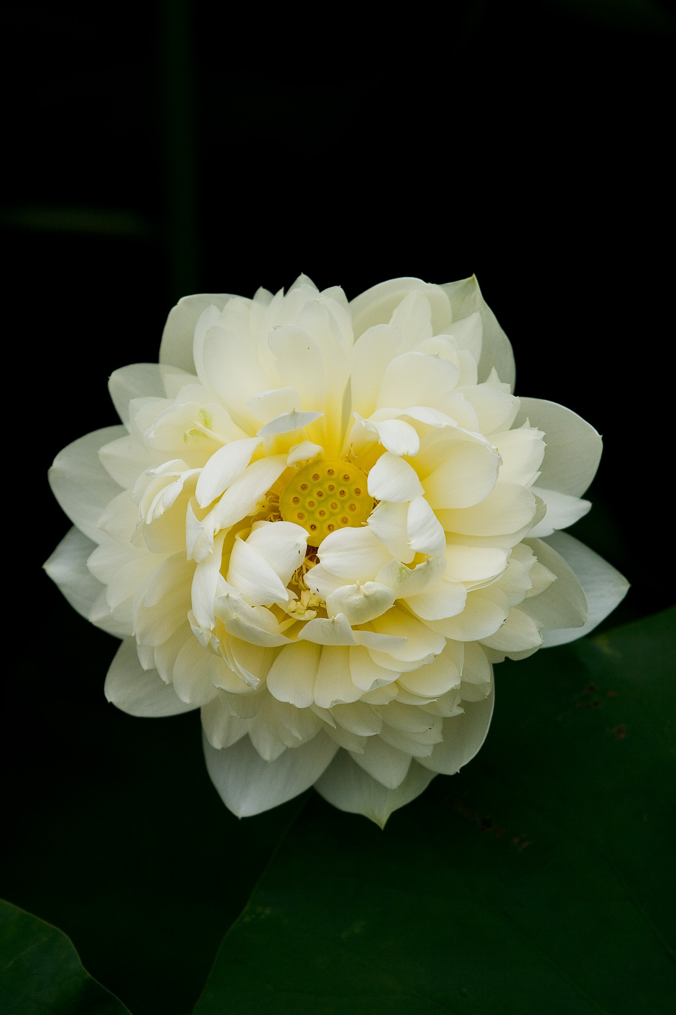 Canon EOS 30D sample photo. Lotus photography