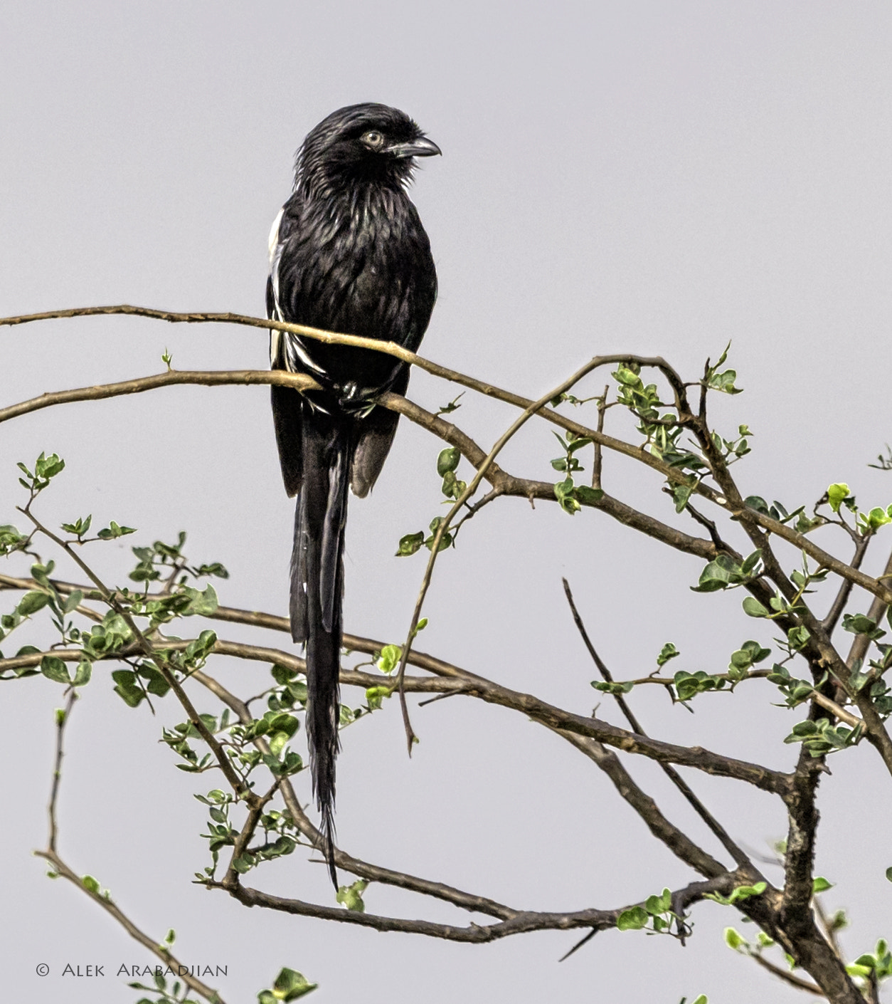 Nikon AF-S Nikkor 400mm F2.8E FL ED VR sample photo. Long, long tailed photography