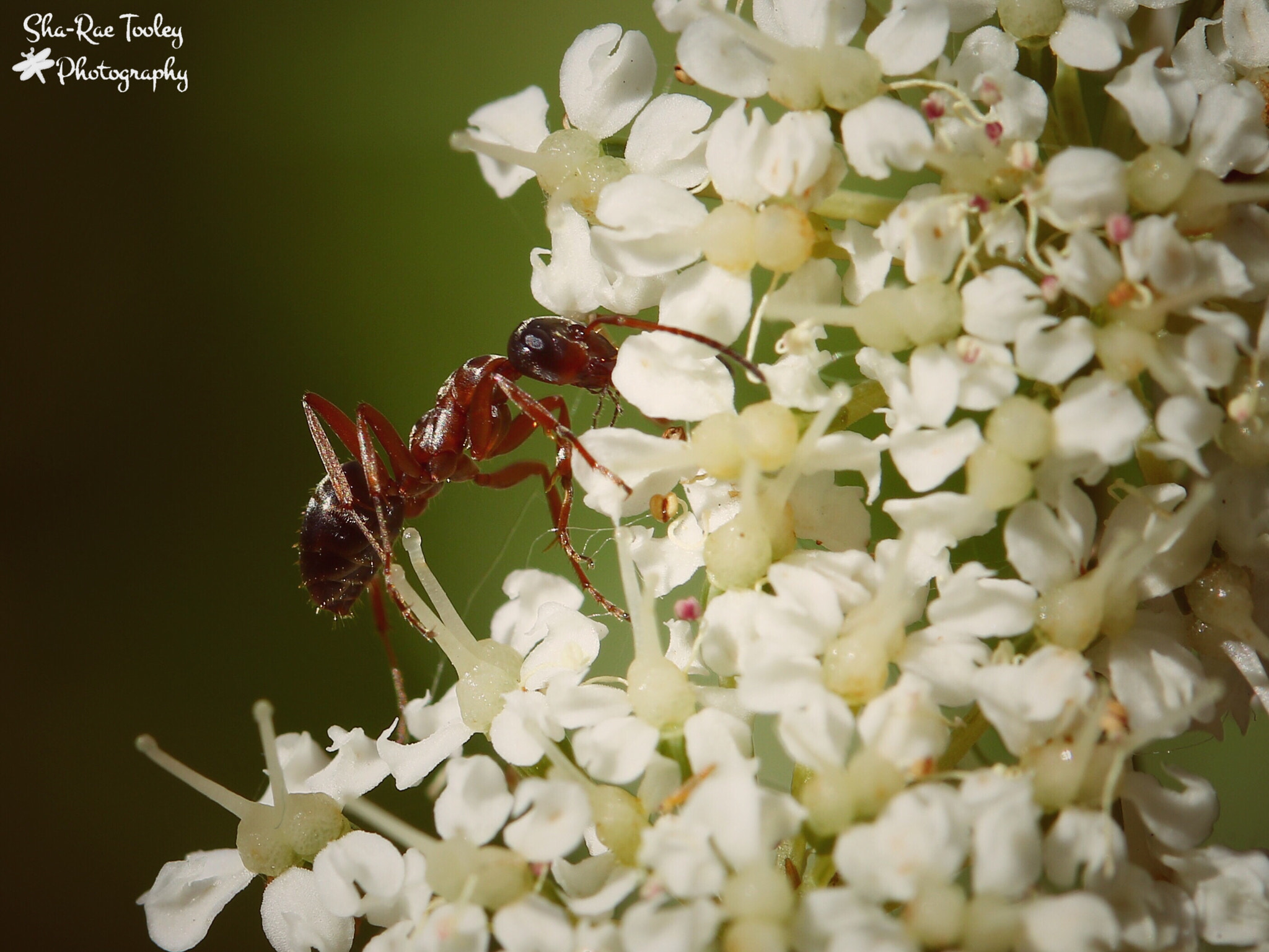 Canon EF-S 60mm F2.8 Macro USM sample photo. In my garden photography