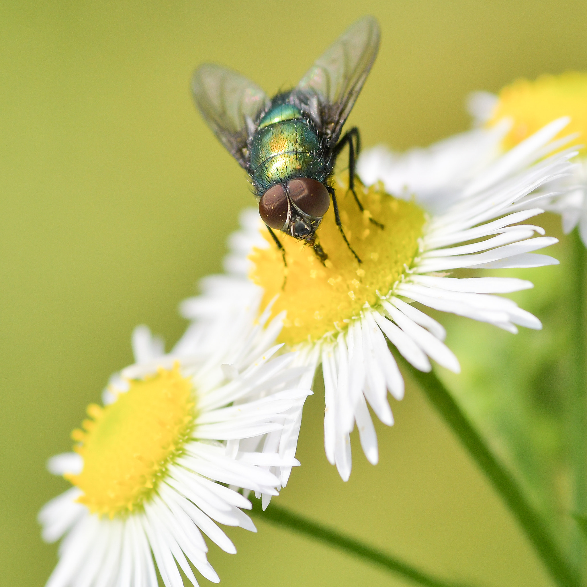Tamron SP AF 90mm F2.8 Di Macro sample photo. Fly on fleabane photography