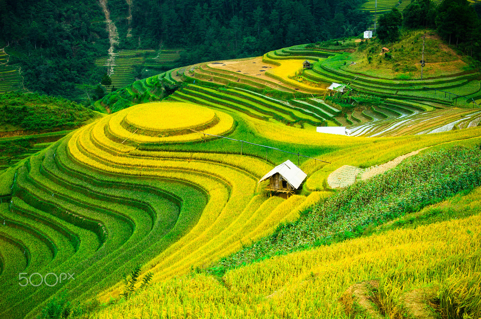 Nikon D2Xs + Nikon AF-S DX Nikkor 18-105mm F3.5-5.6G ED VR sample photo. Rice fields on terrace in vietnam. photography