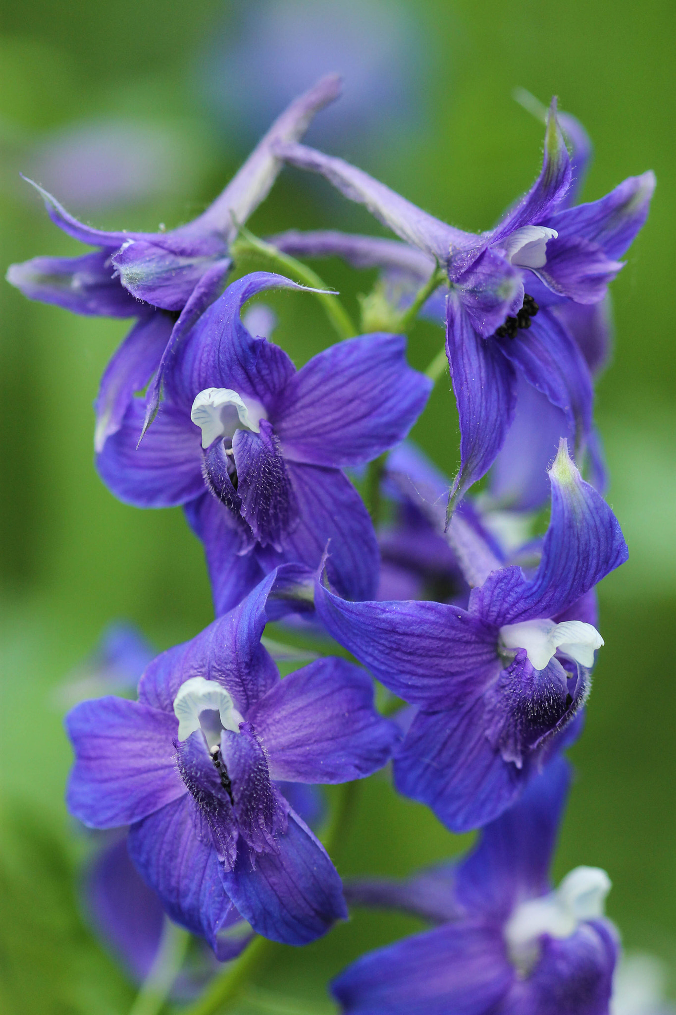 Canon EF 100mm F2.8 Macro USM sample photo. Tall larkspur photography