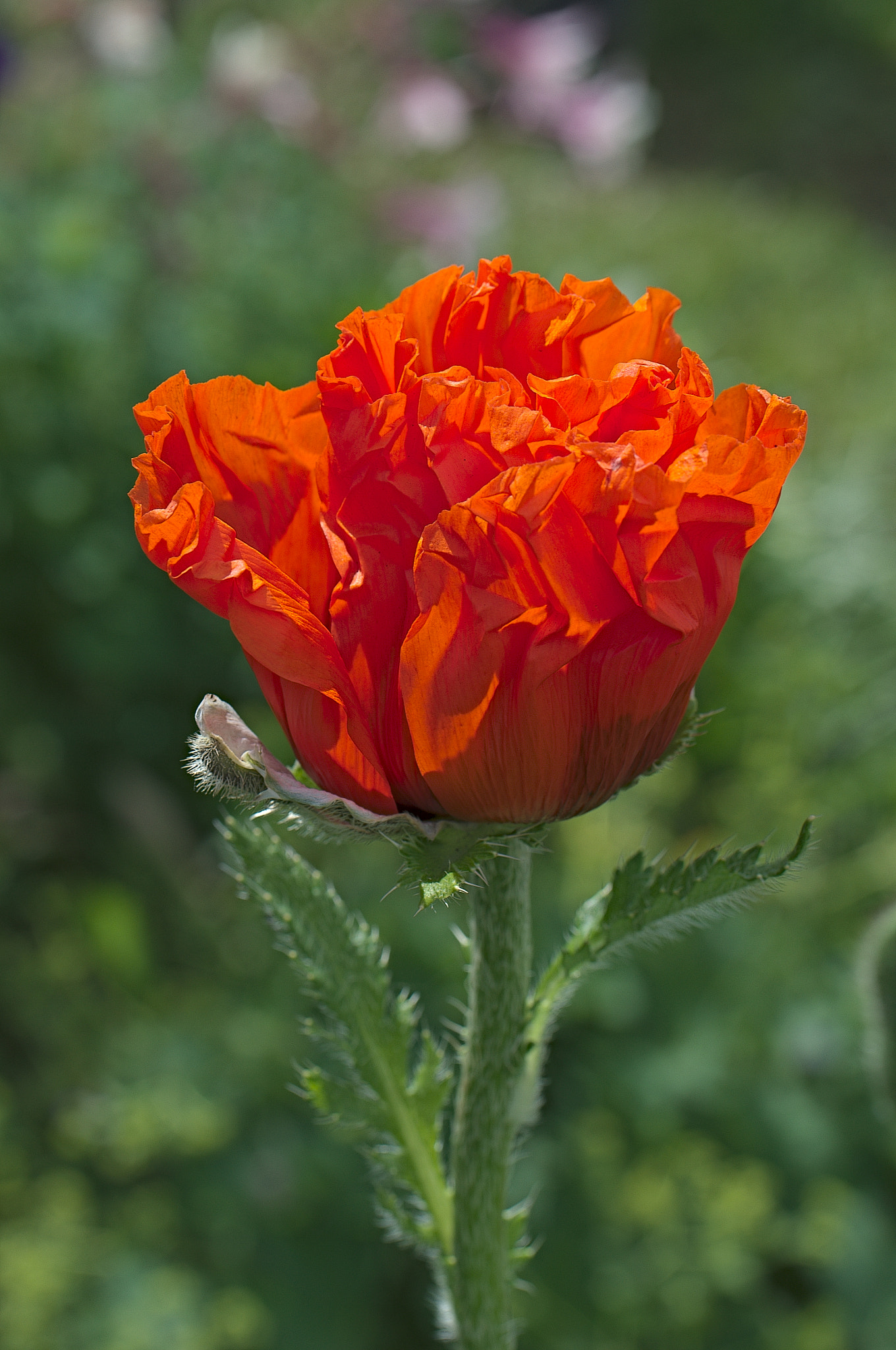 Nikon D3100 sample photo. Poppy photography