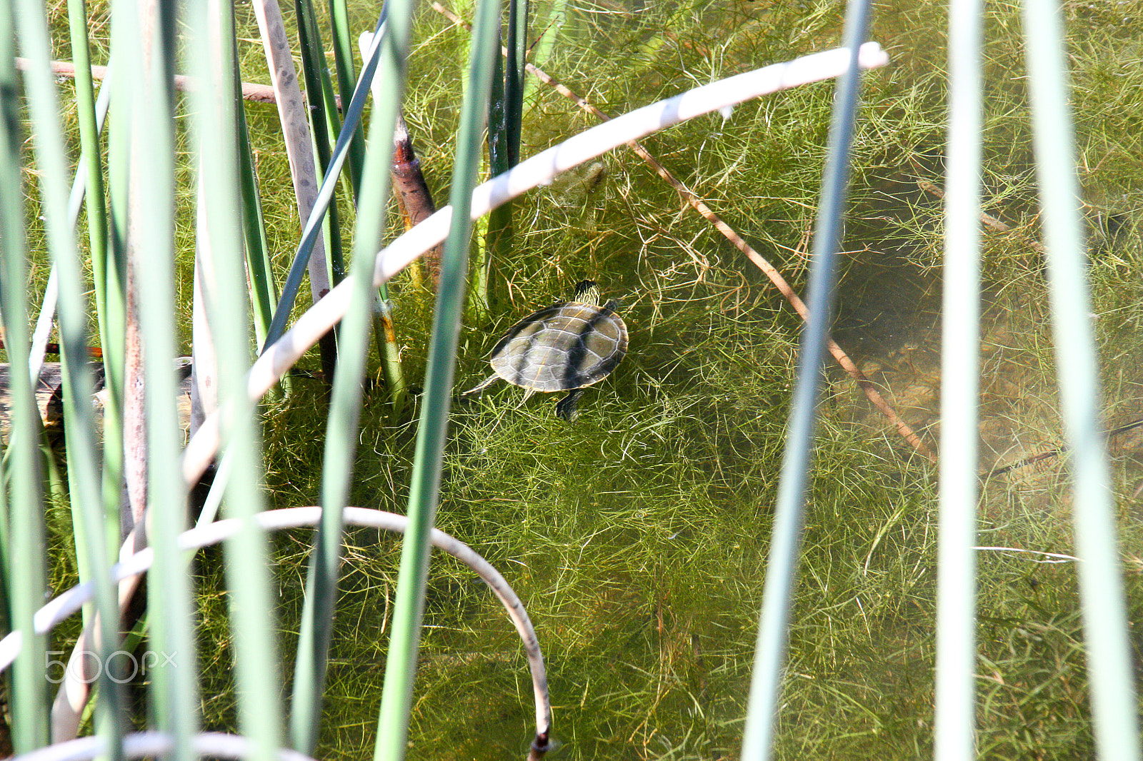 Canon EOS 450D (EOS Rebel XSi / EOS Kiss X2) sample photo. Swimming in the wetlands photography