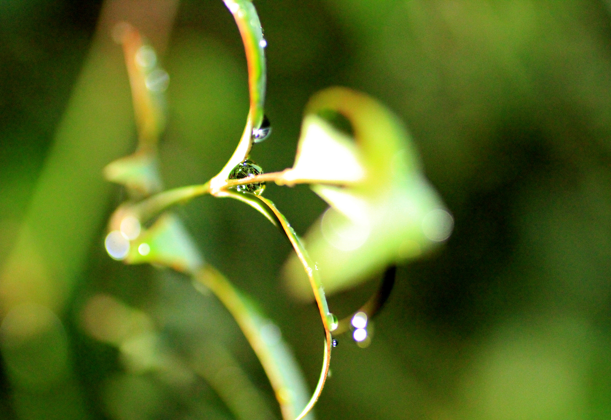 Canon EOS 60D + Canon EF 50mm F2.5 Macro sample photo. Rain photography