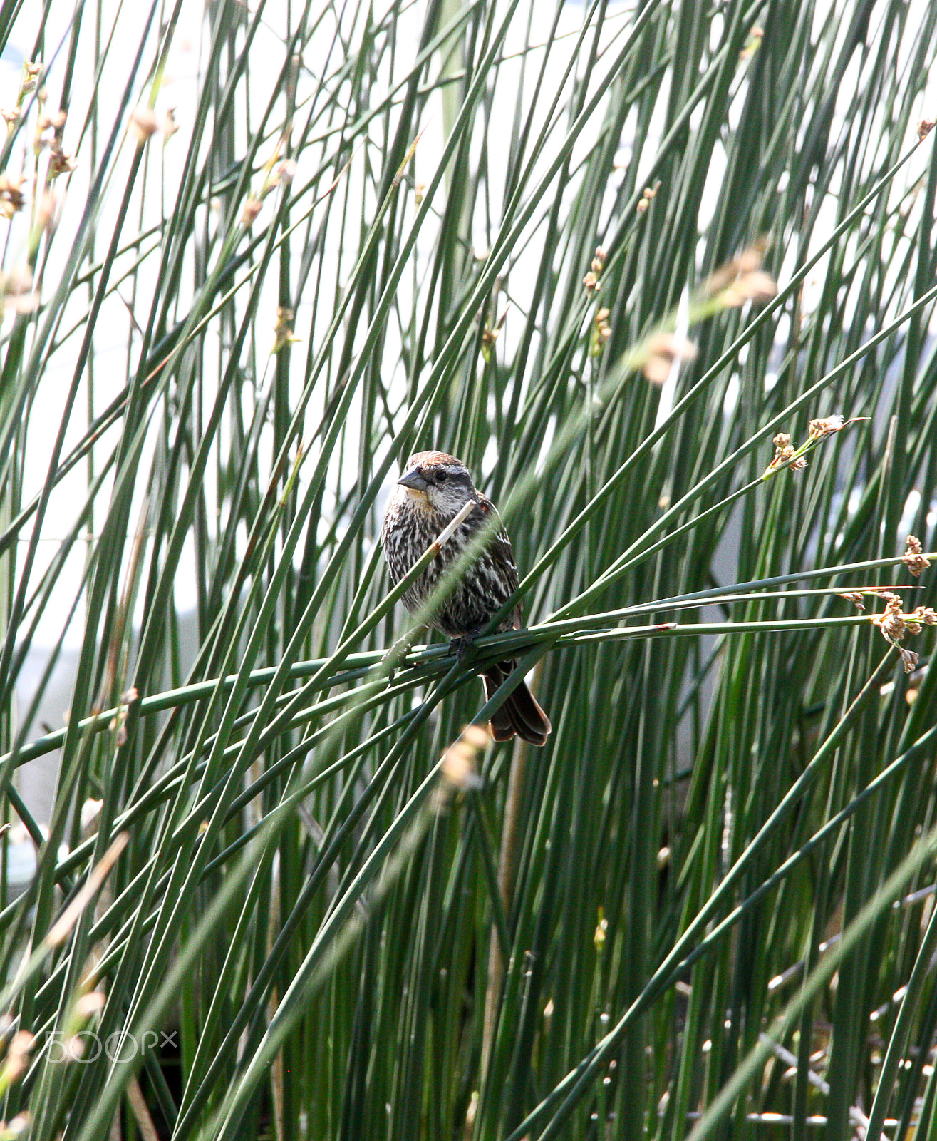 Canon EOS 450D (EOS Rebel XSi / EOS Kiss X2) + Canon EF-S 18-135mm F3.5-5.6 IS sample photo. Bird in the reeds photography