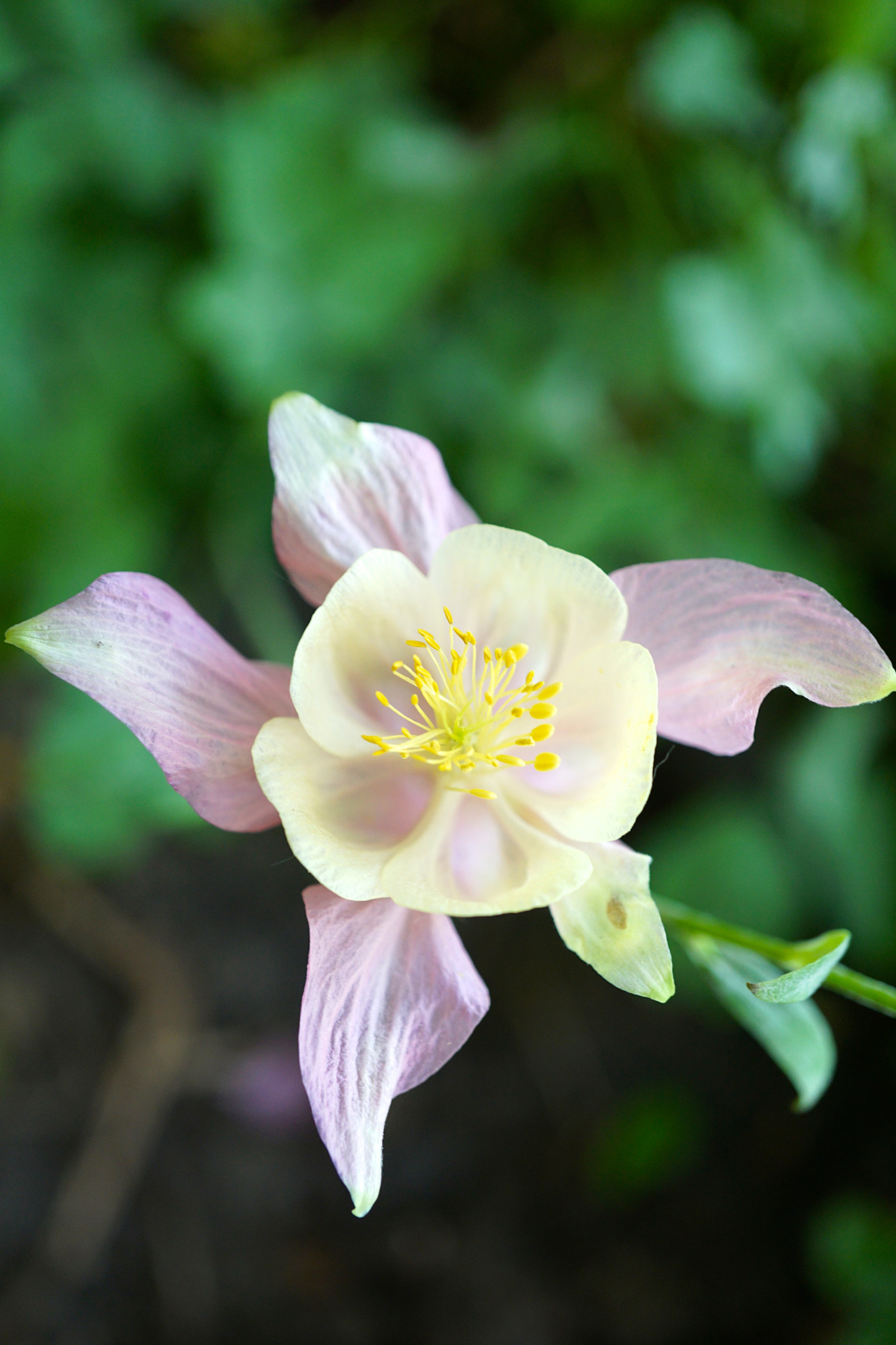 Sony a6000 + Sony E 30mm F3.5 sample photo. Pretty pink columbine photography