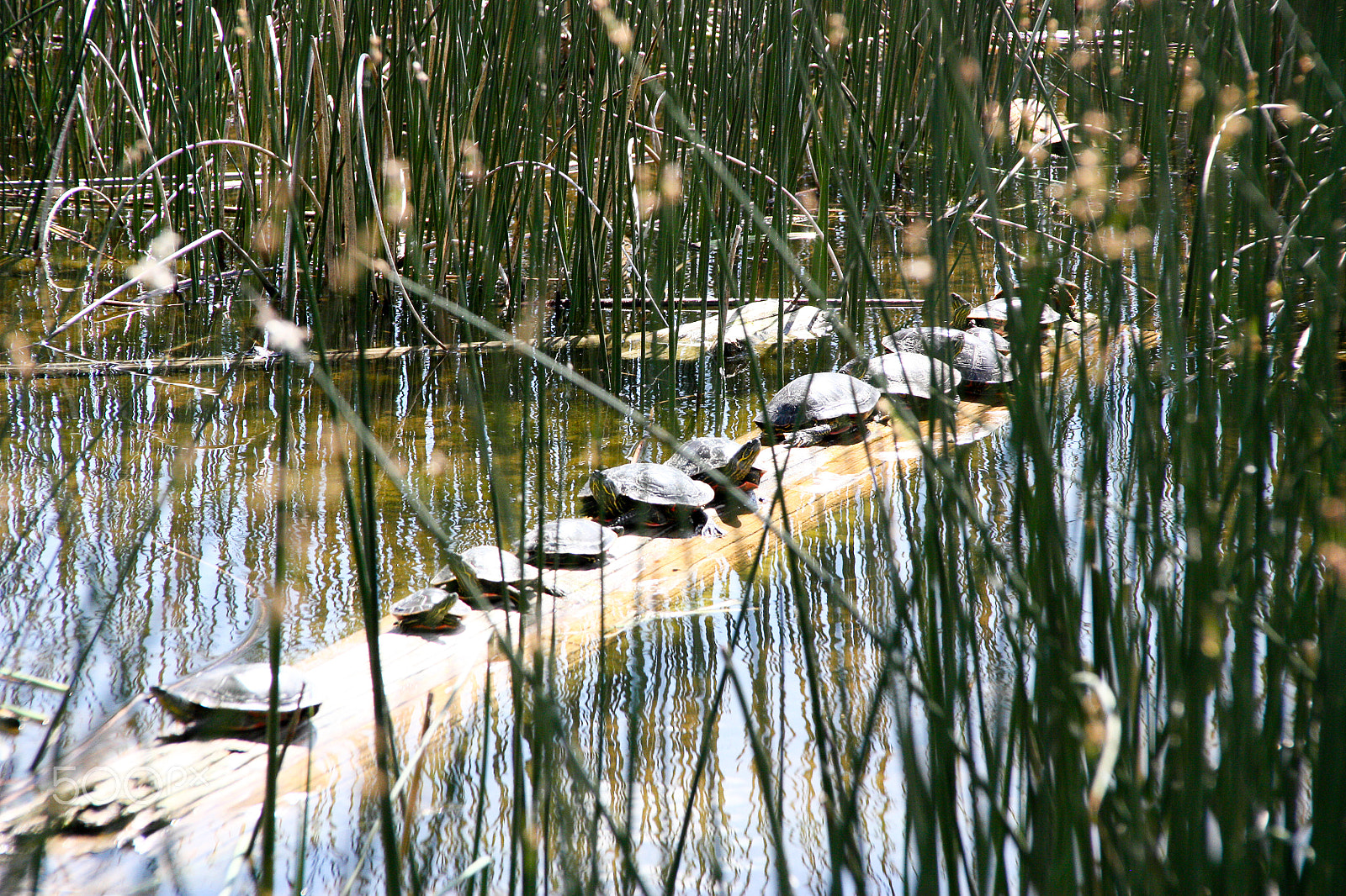 Canon EOS 450D (EOS Rebel XSi / EOS Kiss X2) sample photo. Turtles   photography