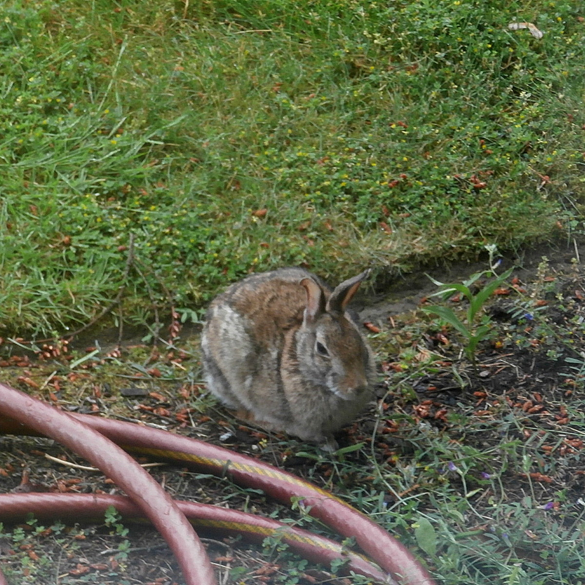 Olympus VR370,D785 sample photo. Rabbit photography