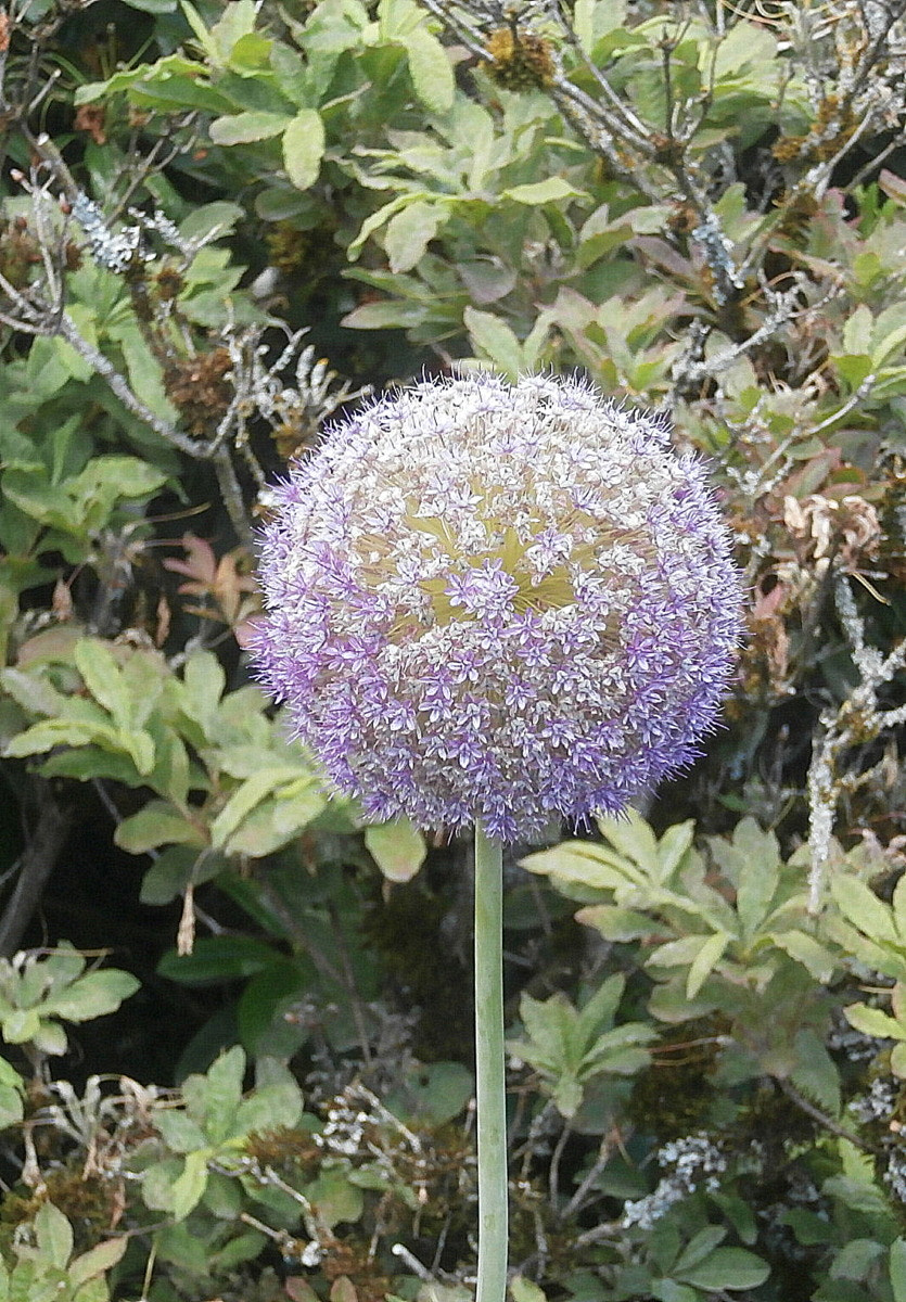 Olympus VR370,D785 sample photo. Allium photography