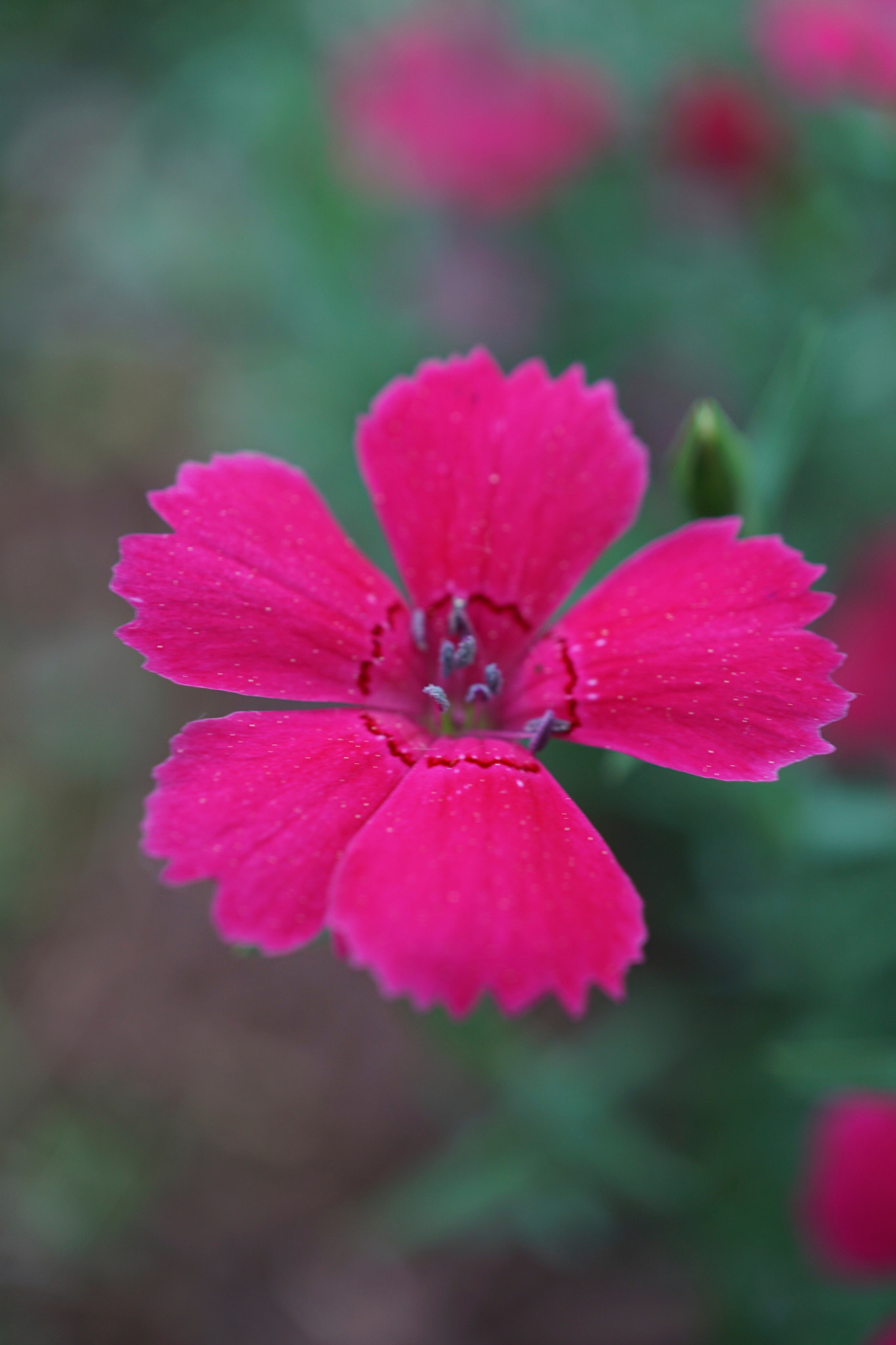 Sony a6000 + Sony E 30mm F3.5 sample photo. Rainbow pinks photography