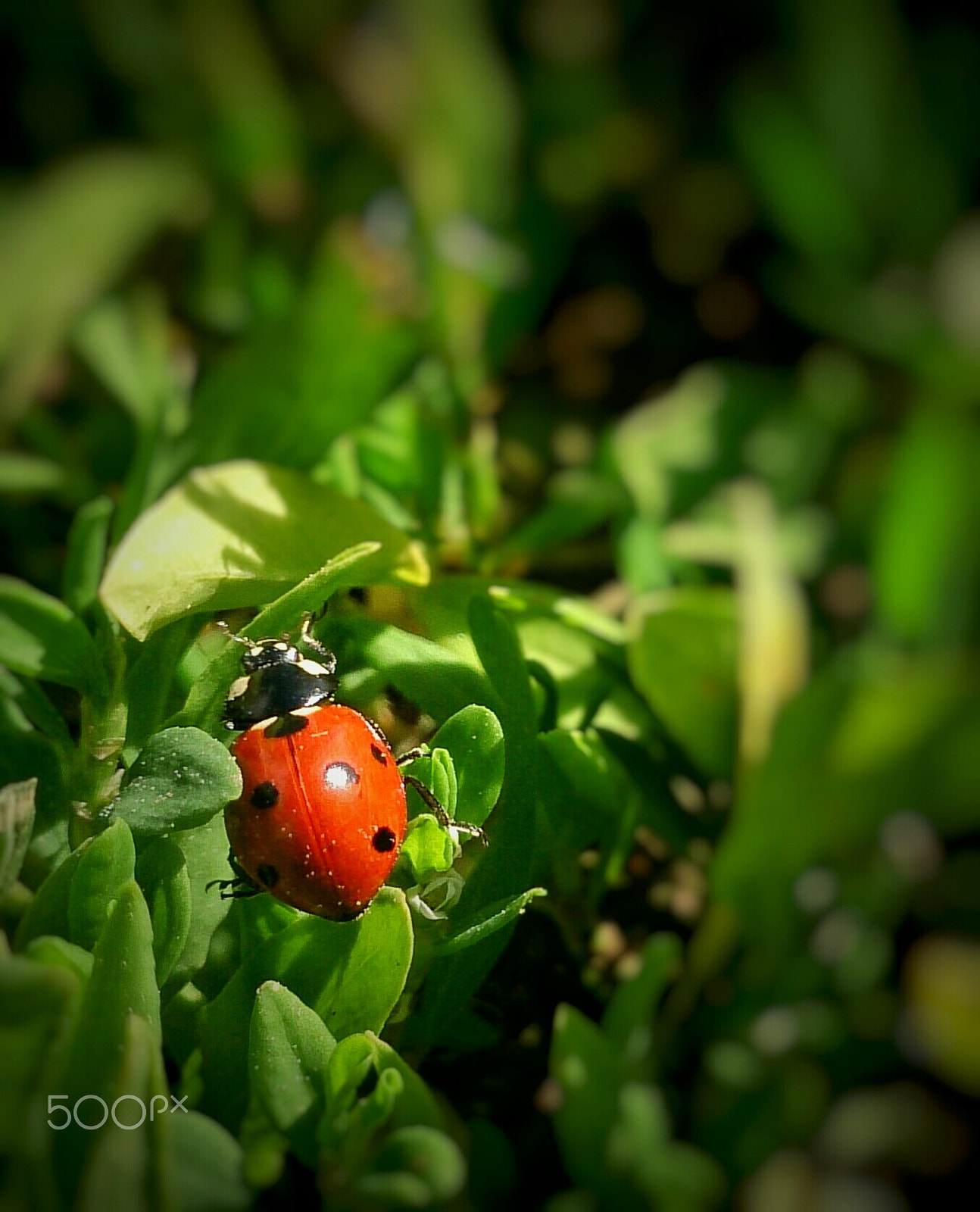 Sony Xperia ZR sample photo. A gods cow photography