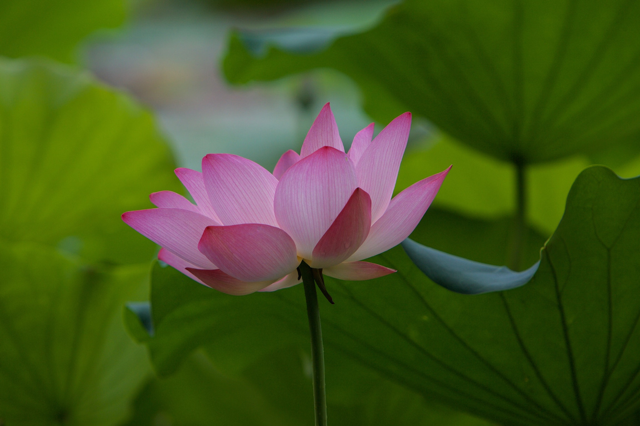 Canon EOS 5D + Canon EF 70-200mm F2.8L IS USM sample photo. Lotus photography