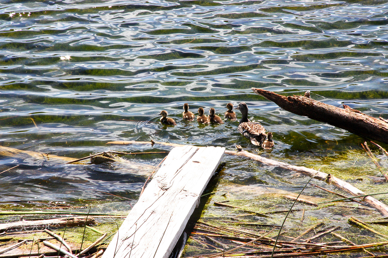 Canon EOS 450D (EOS Rebel XSi / EOS Kiss X2) sample photo. Ducks  photography