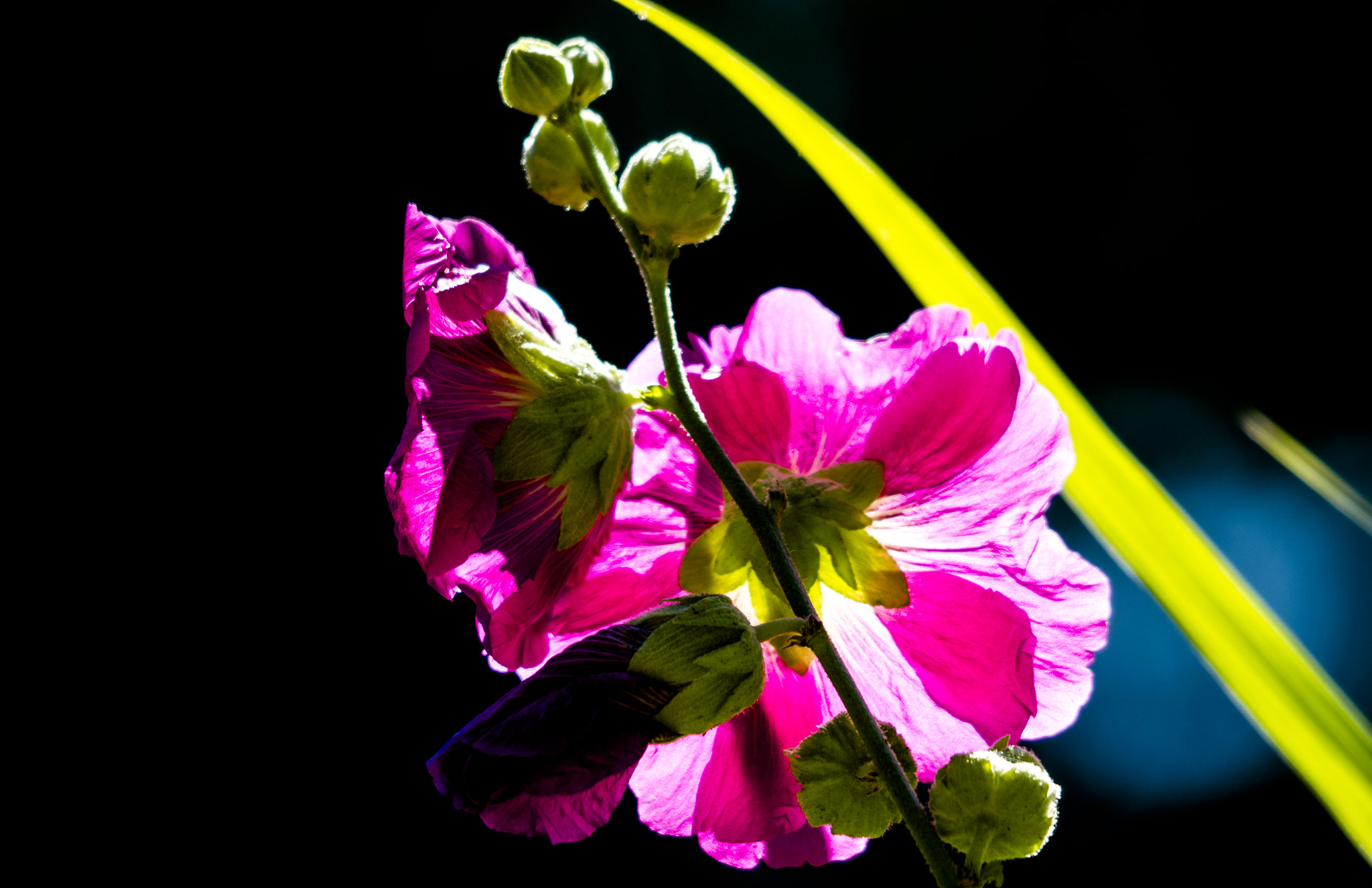 Sigma 120-400mm F4.5-5.6 DG OS HSM sample photo. Floral photography