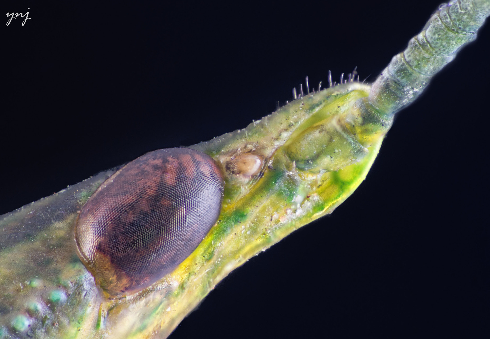 Sigma 70-300mm F4-5.6 APO DG Macro sample photo. Grasshopper eye photography
