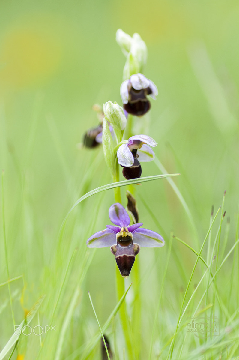 Nikon D300S sample photo. Orquidea photography