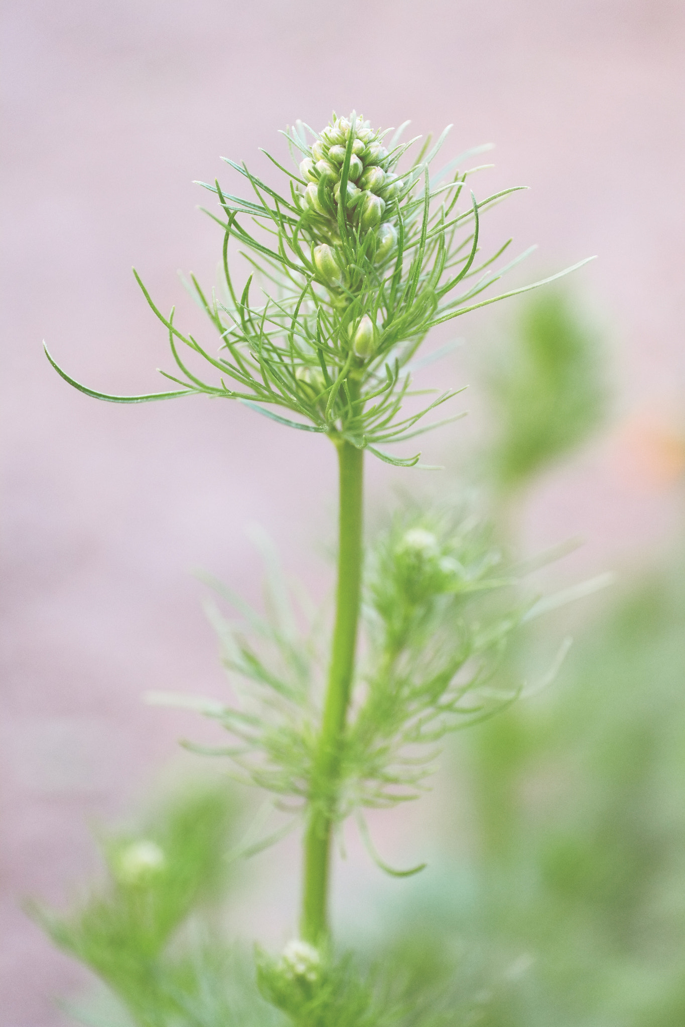 Fujifilm X-Pro1 + ZEISS Touit 50mm F2.8 sample photo. Flora photography