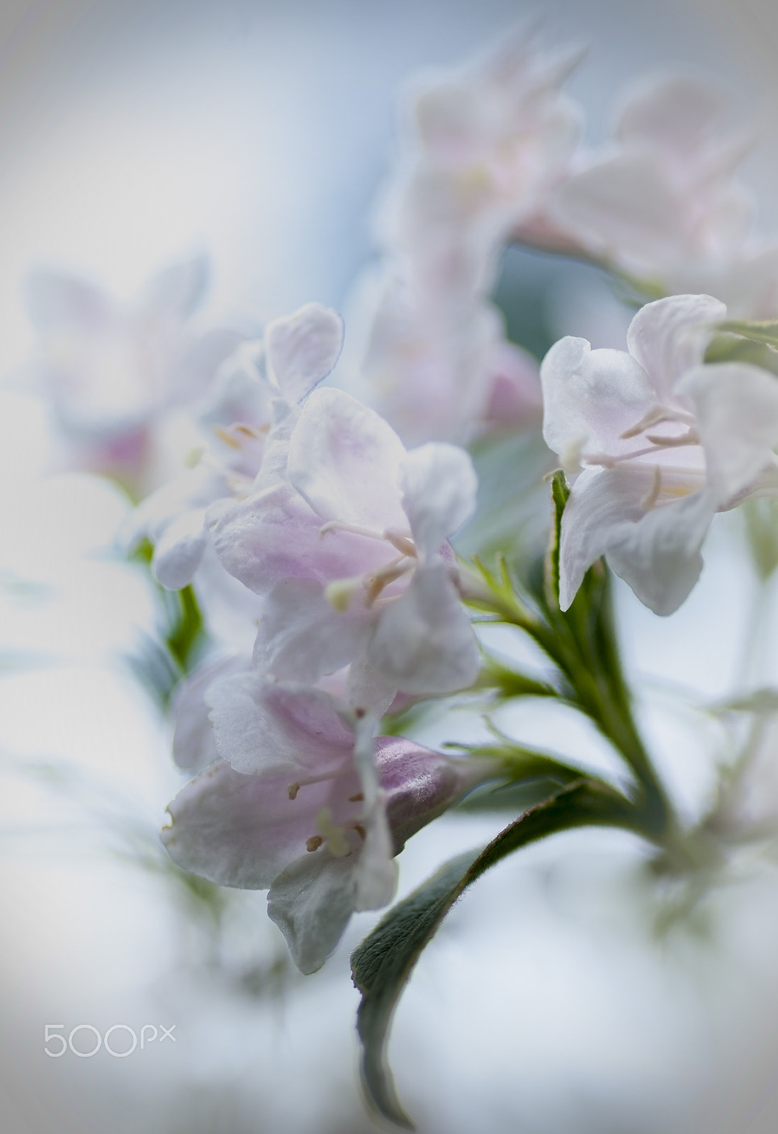 Pentax smc D-FA 100mm F2.8 macro sample photo. Weigela photography