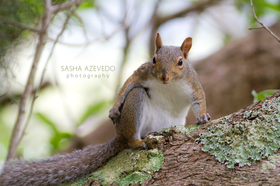 Canon EOS 7D + Canon EF 400mm F5.6L USM sample photo. Eastern gray squirrel photography